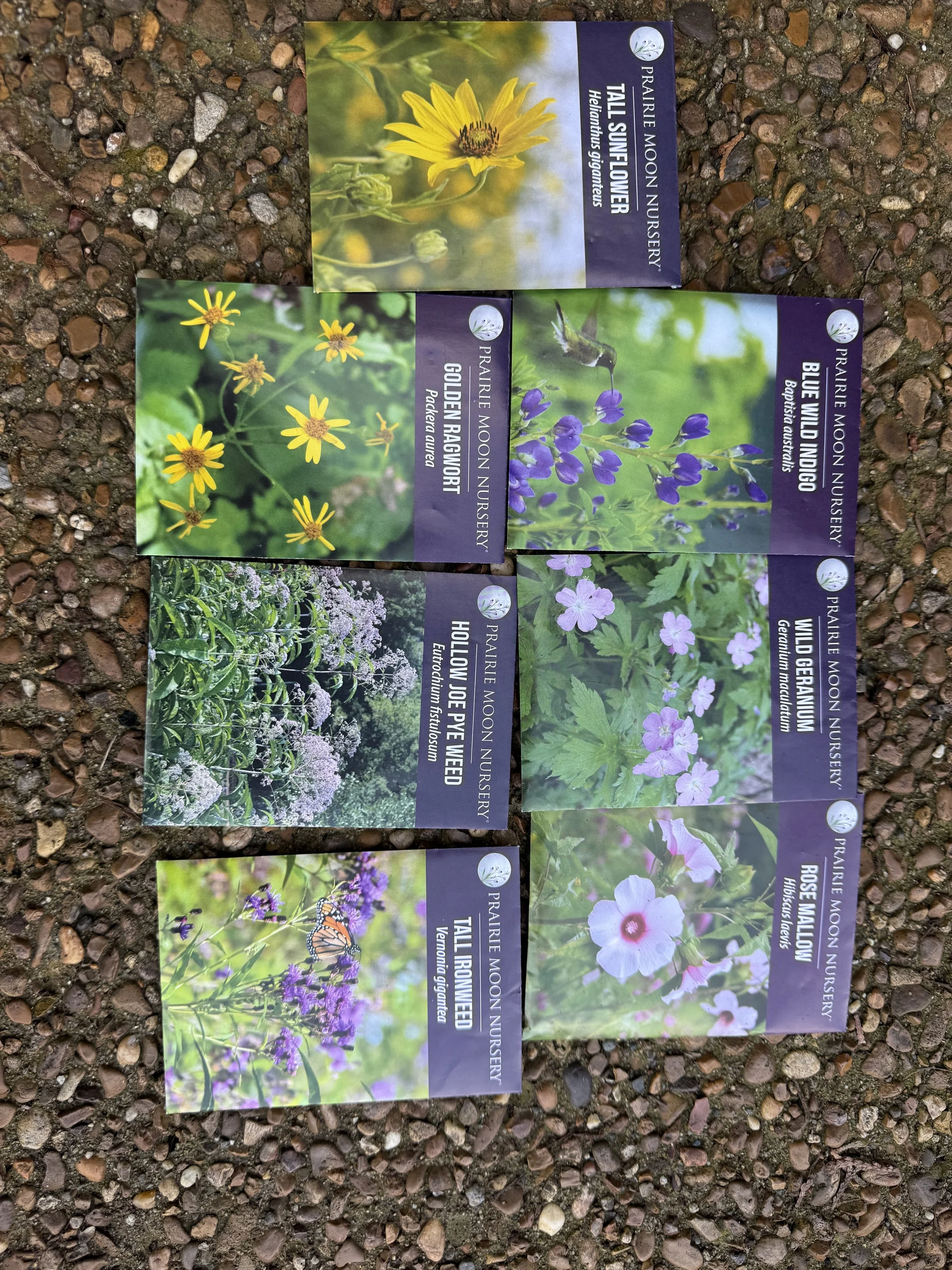 Brentwood Rewilding Winter 2025-2026