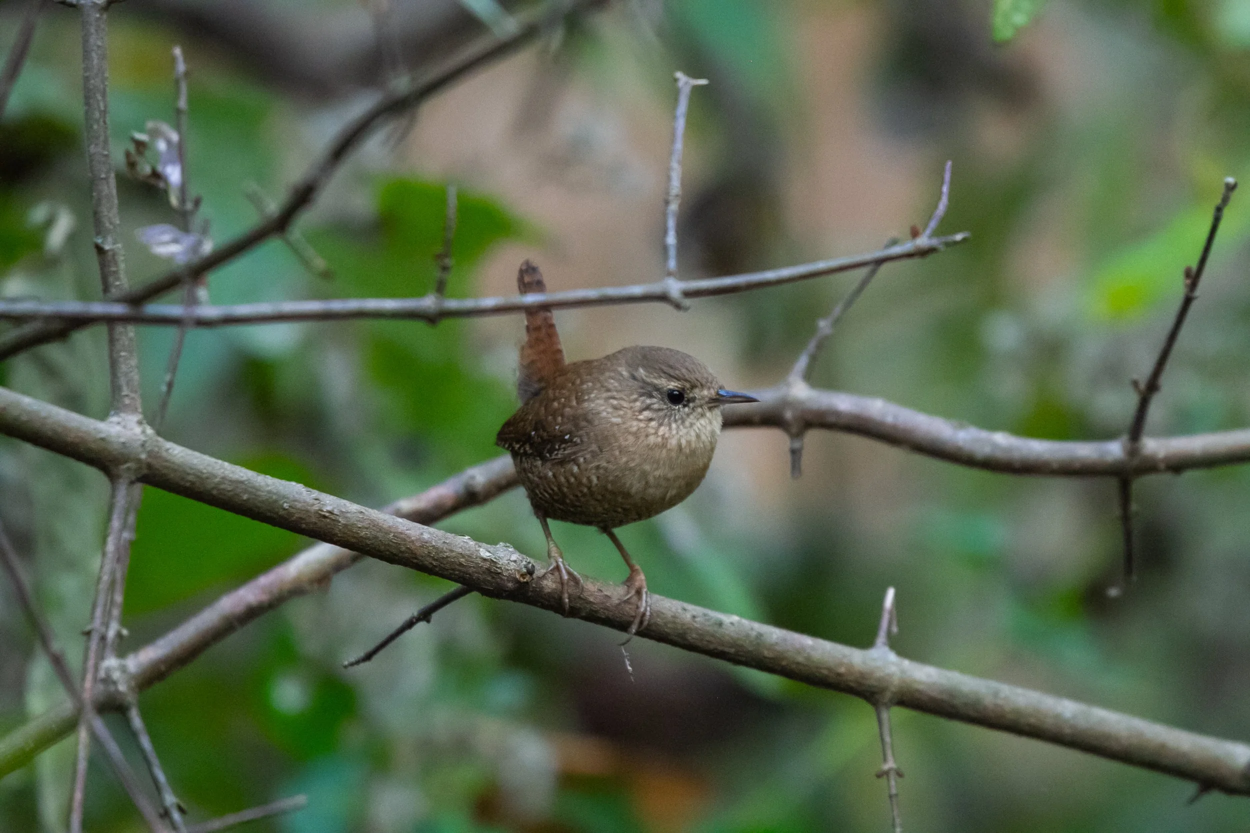 Winter Wren (Troglodytes hiemalis)