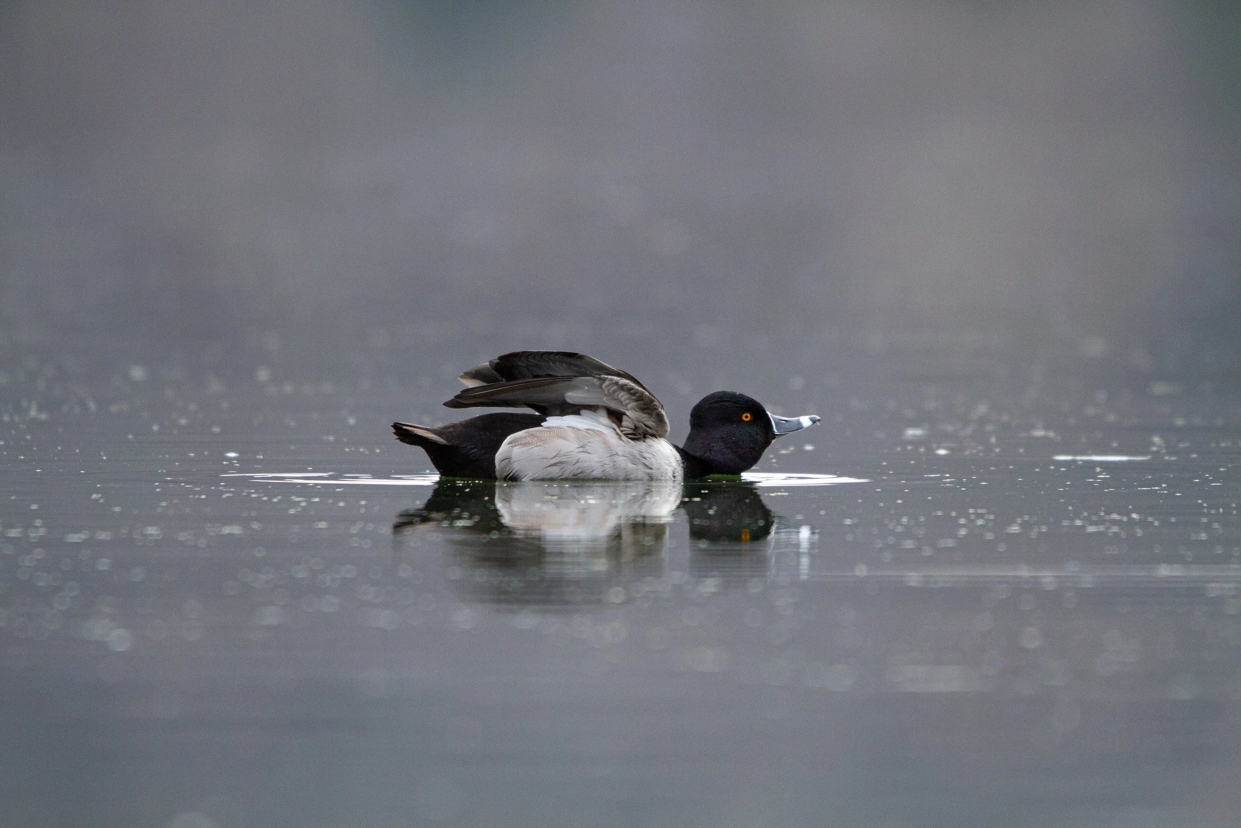 Ring-necked Duck (Aythya collaris)