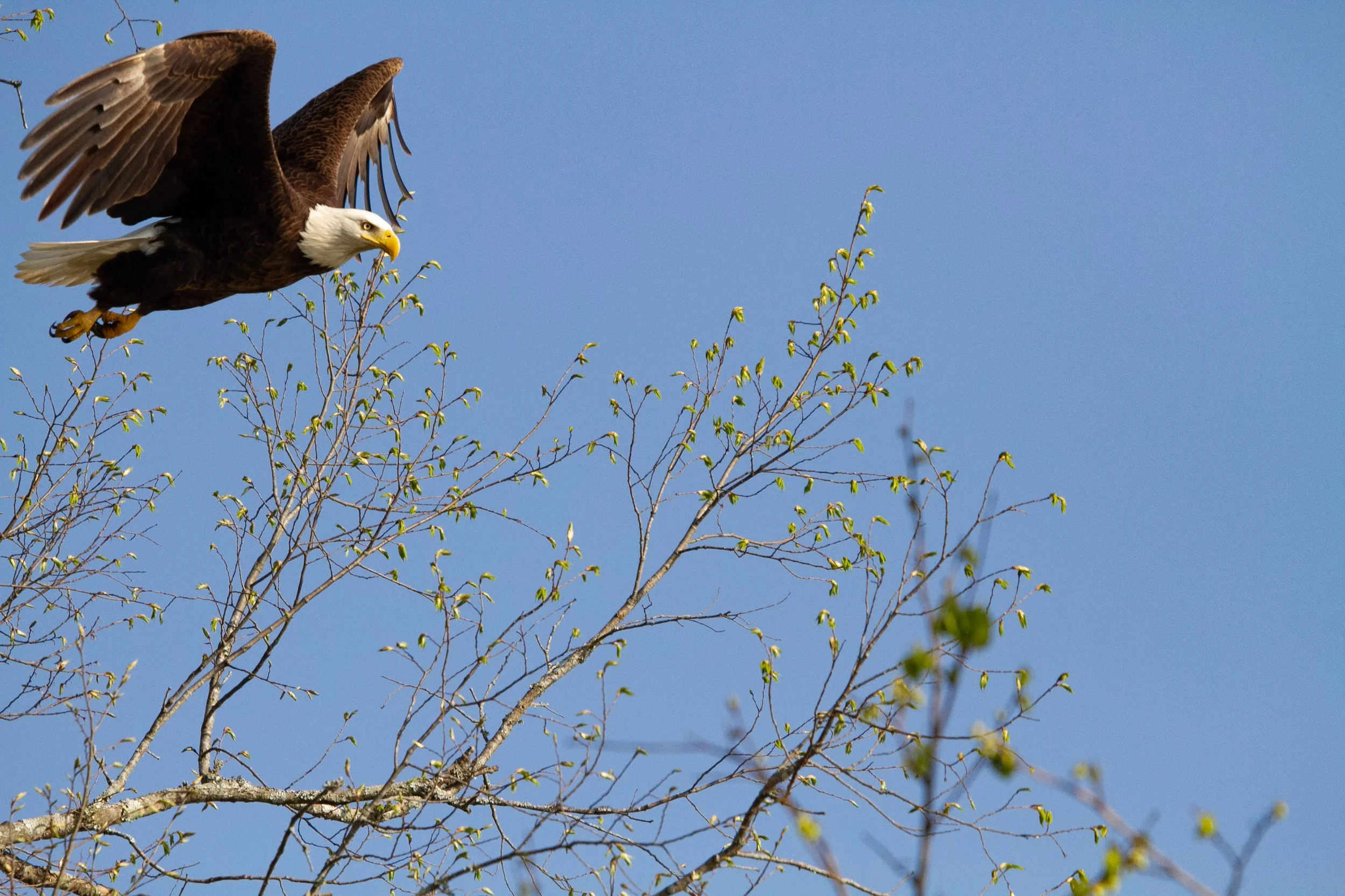 Bald Eagle (Haliaeetus leucocephalus)