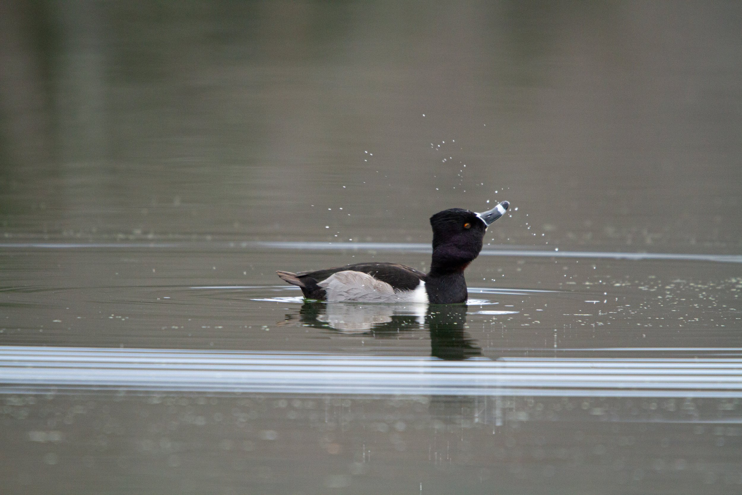 Ring-necked Duck (Aythya collaris)