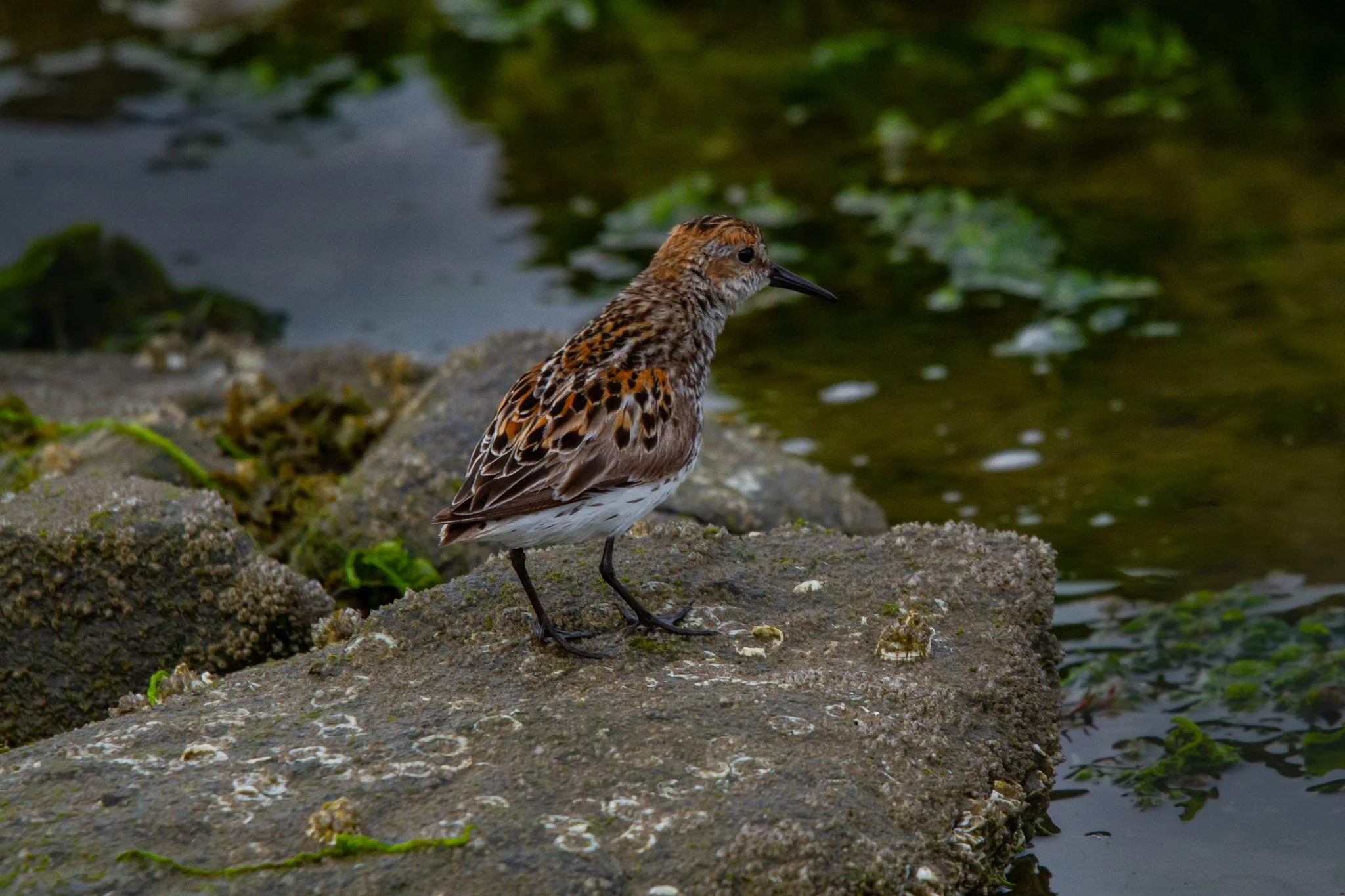 Western Sandpiper (Calidris mauri)