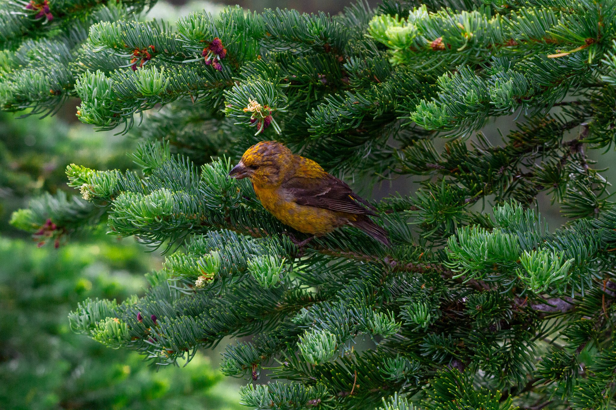 Red Crossbill (Loxia curvirostra)
