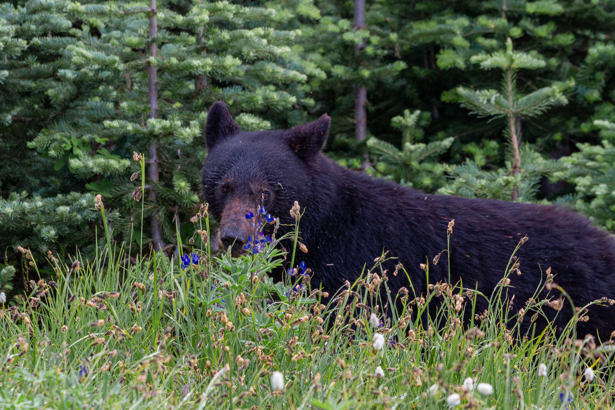 American Black Bear (Ursus americanus)