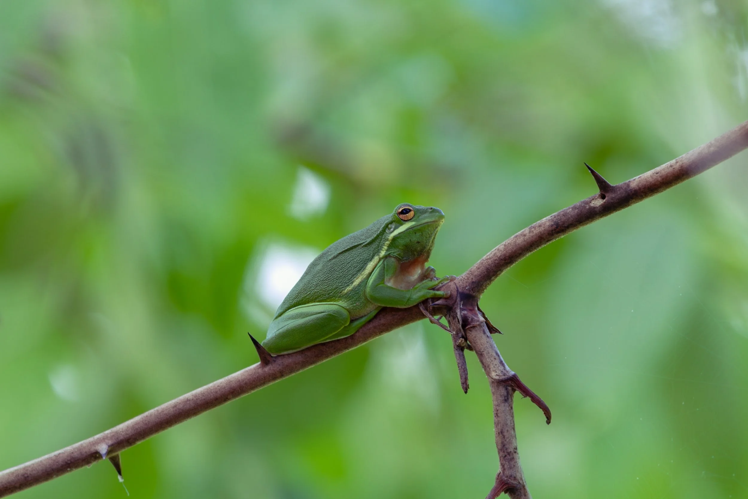 A green tree frog perched on a thorny branch with a blurred green foliage background.