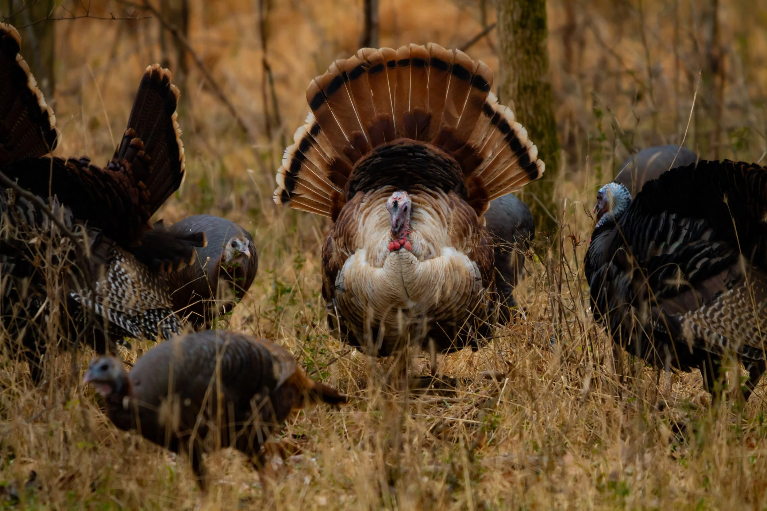 Wild Turkey (Piebald, Meleagris gallopavo)