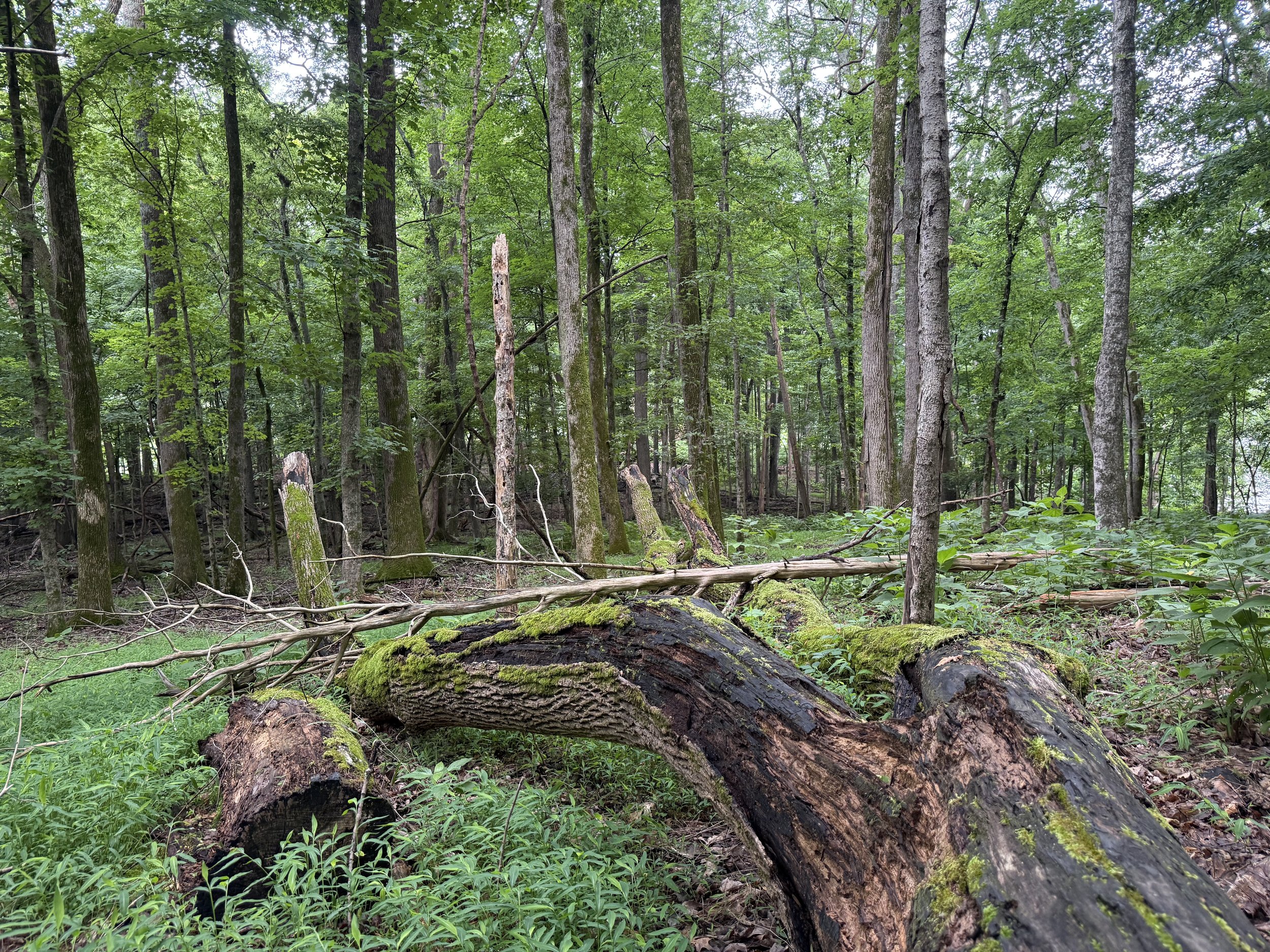 Radnor Lake State Park