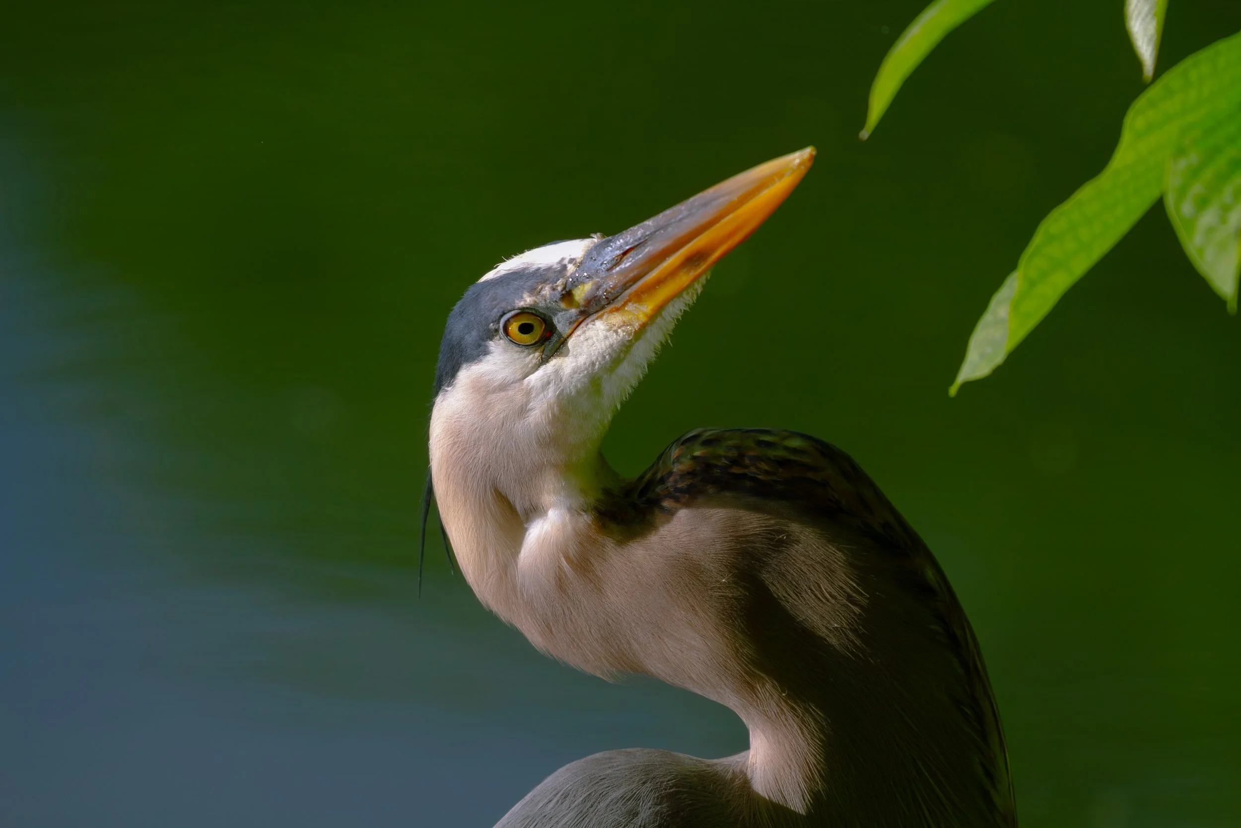 Close-up of a heron with a long yellow beak, black and white head, and yellow eye, against a green background.