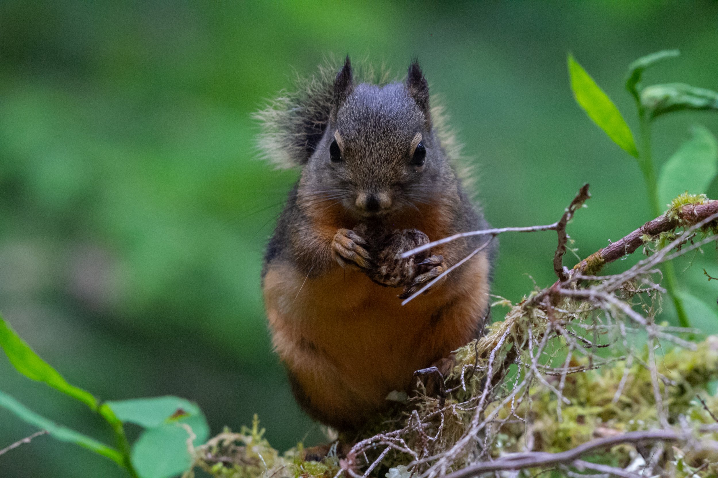 Douglas Squirrel (Tamiasciurus douglasii)