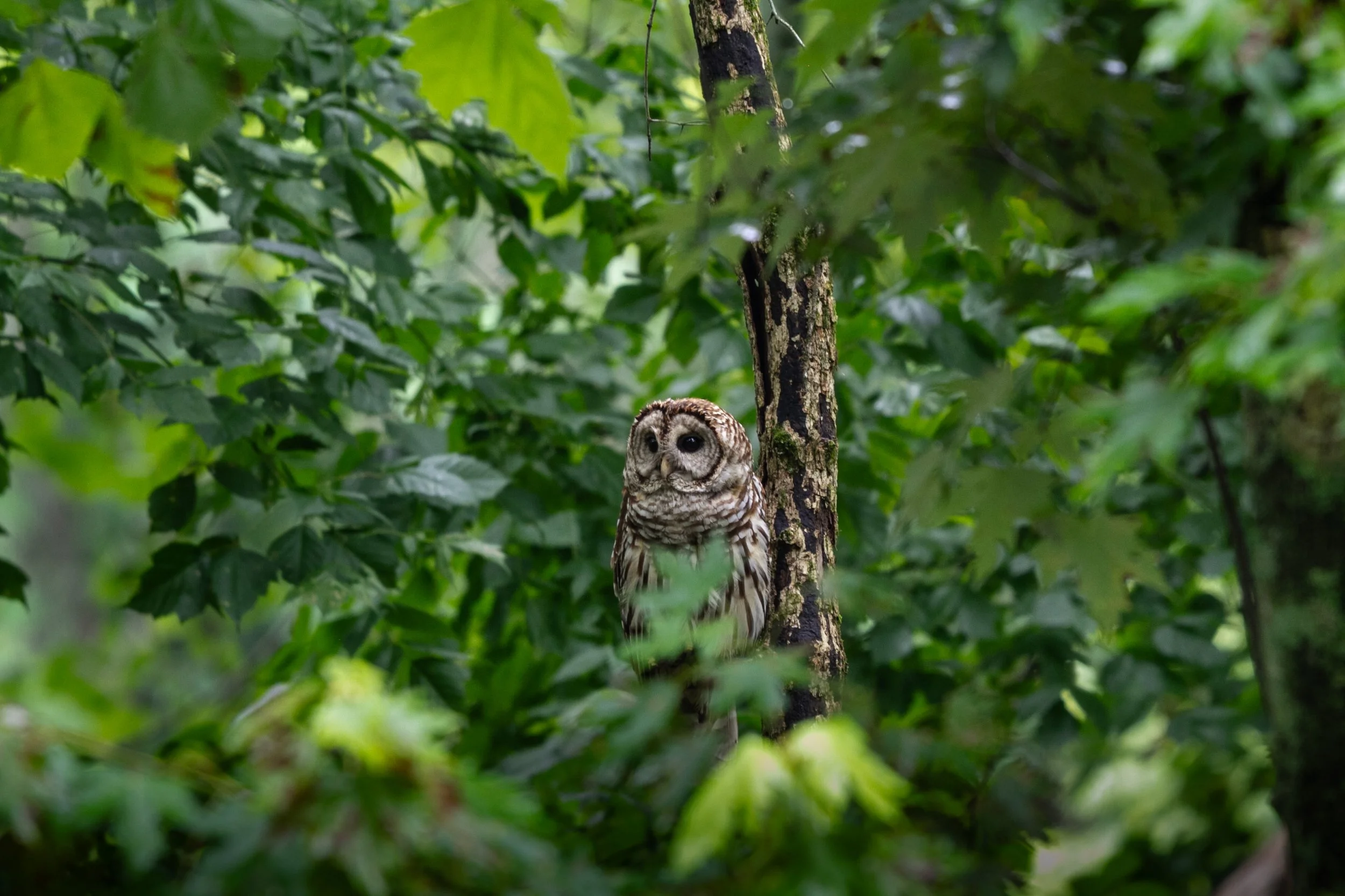 A barred owl perched on a tree trunk surrounded by dense green foliage.