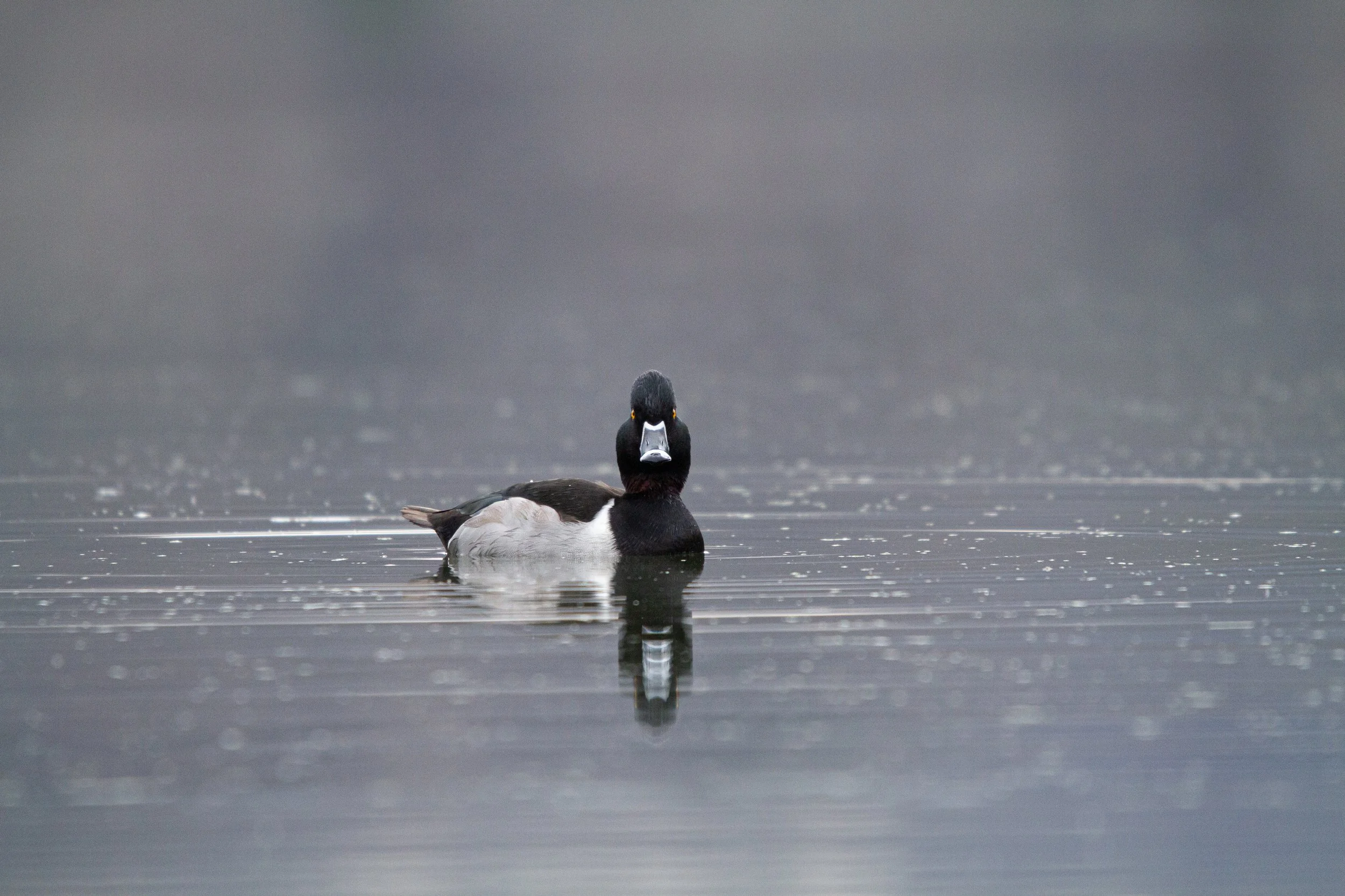 Ring-necked Duck (Aythya collaris)