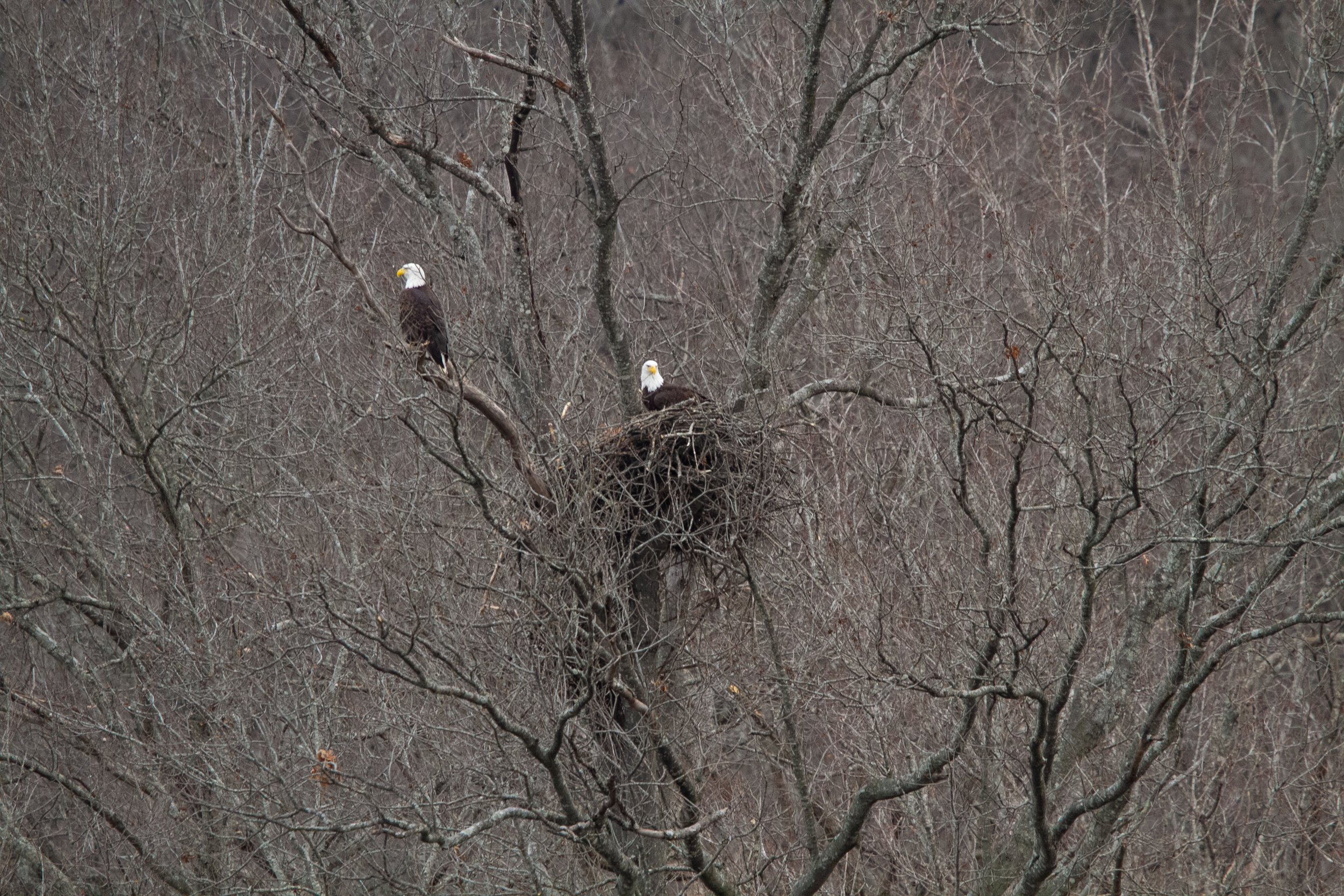 Bald Eagle (Haliaeetus leucocephalus)