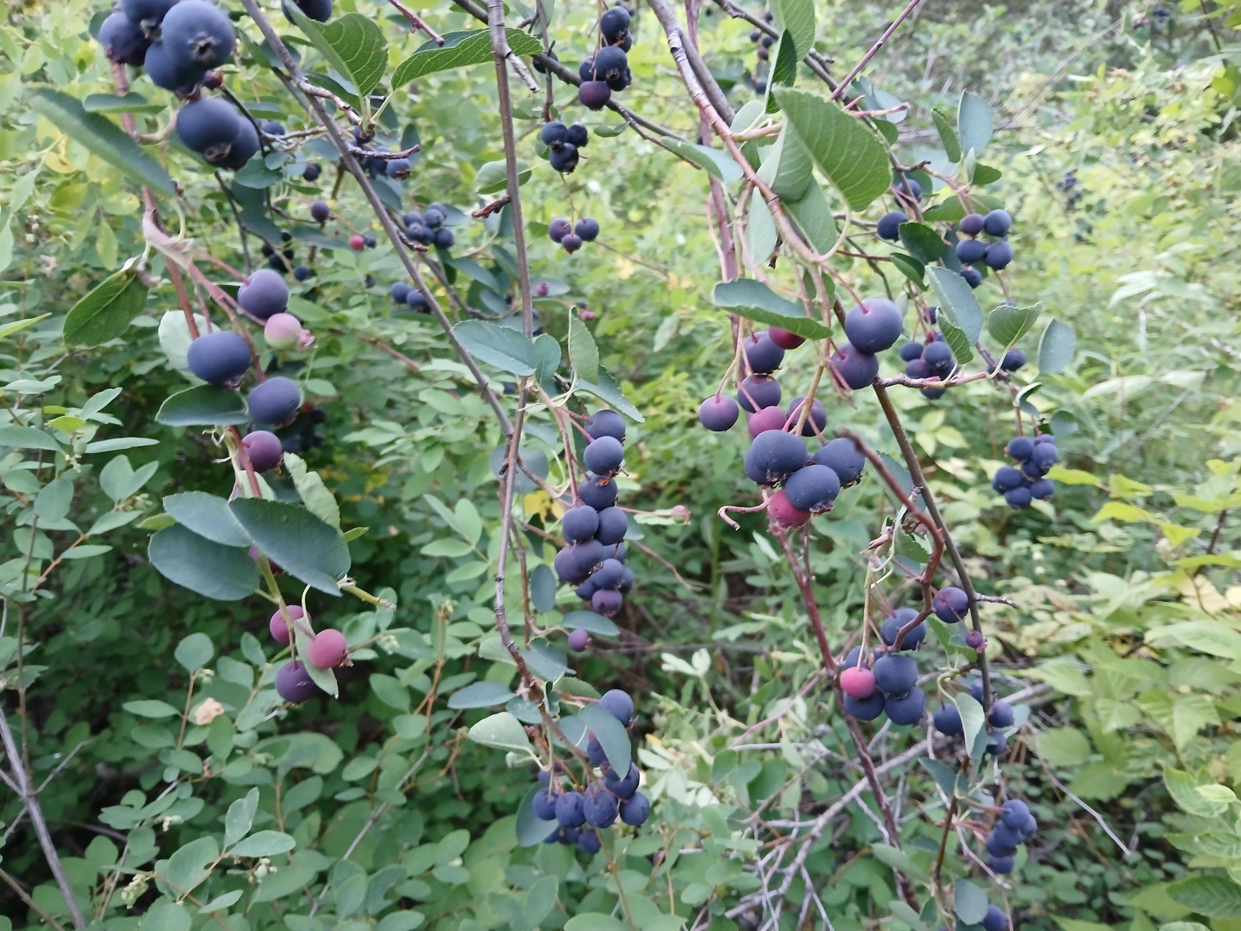 Serviceberry Gathering and Celebration