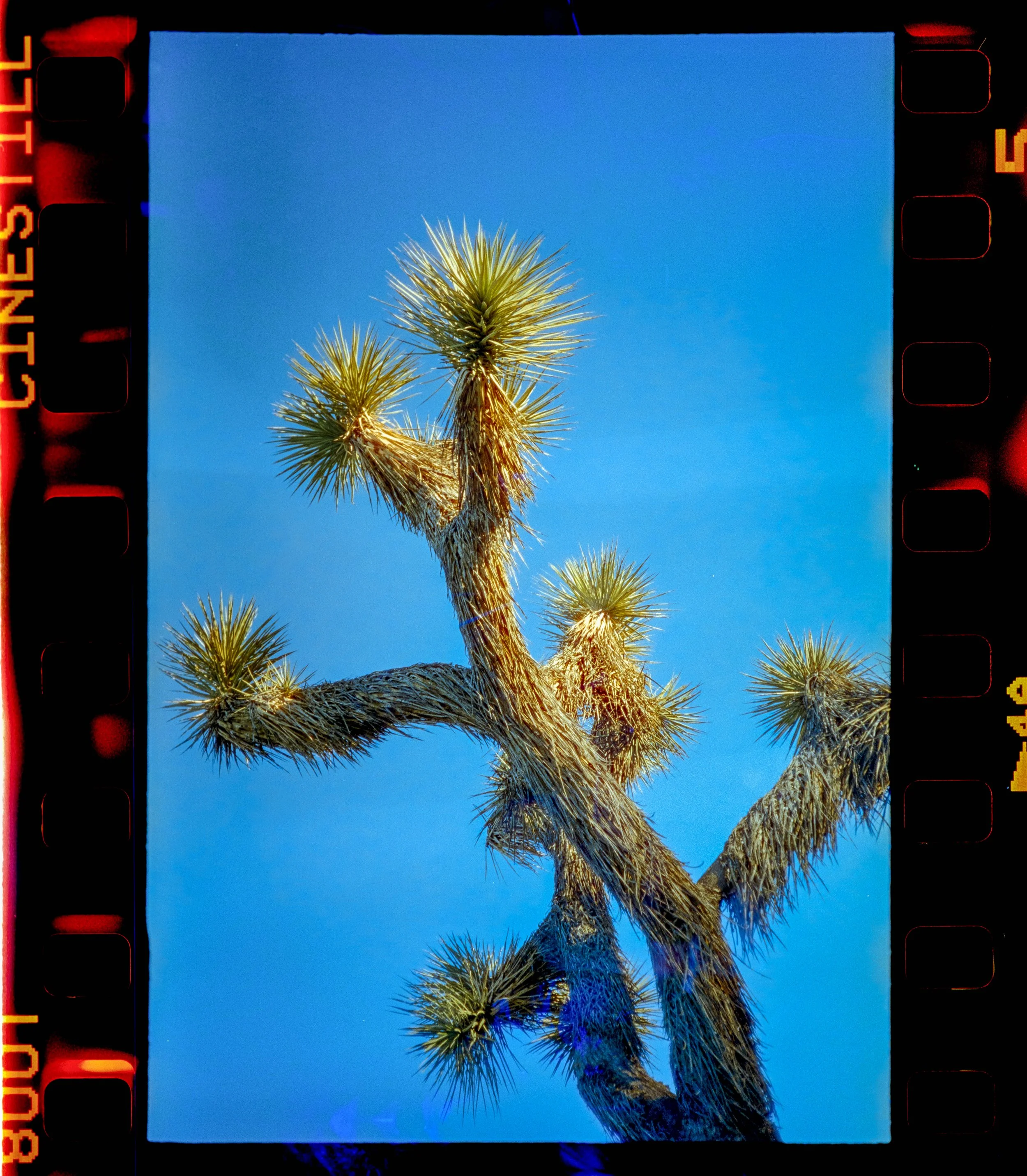 Joshua Tree-6.jpg