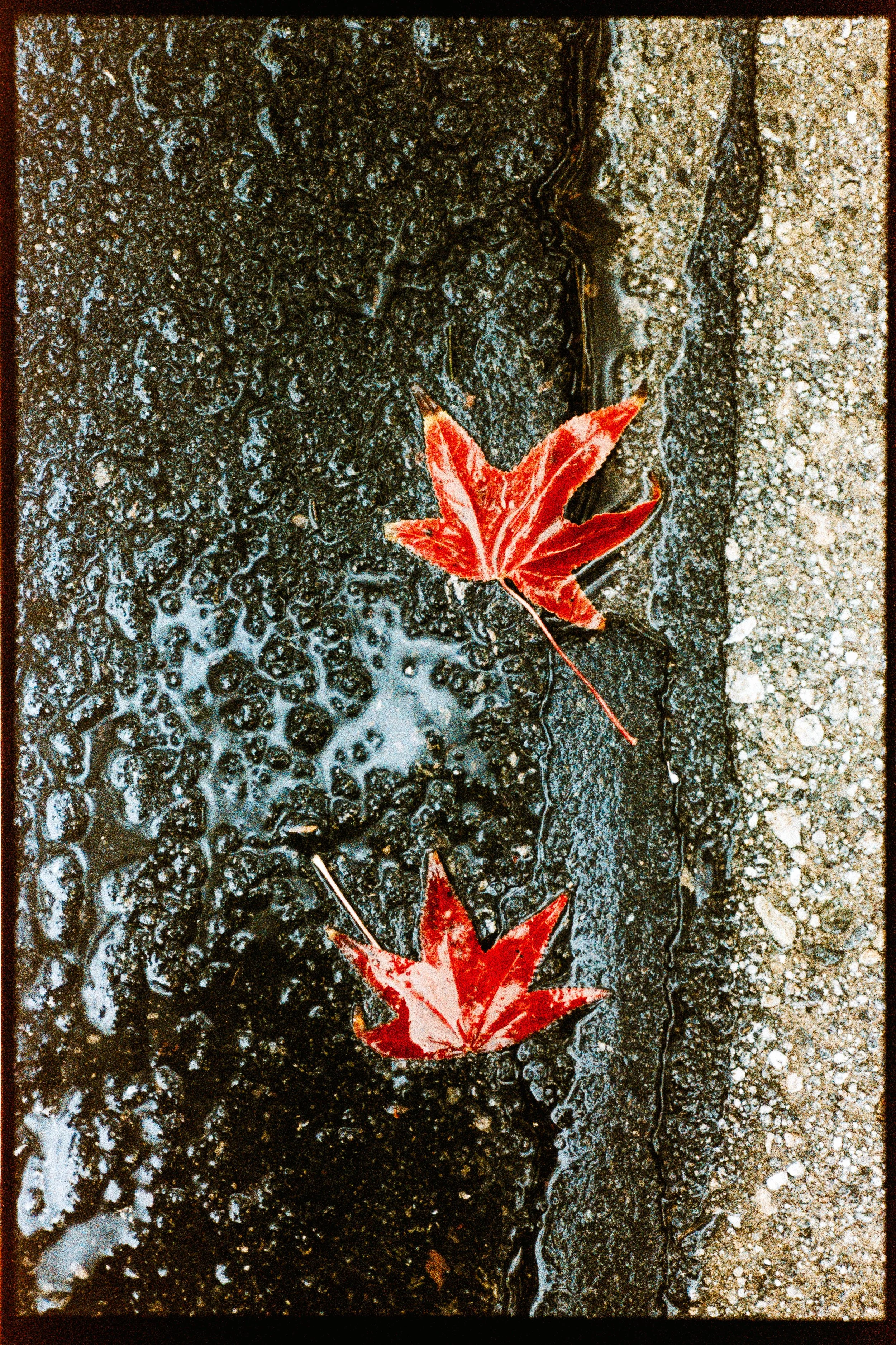 Rainy October Day-30.jpg