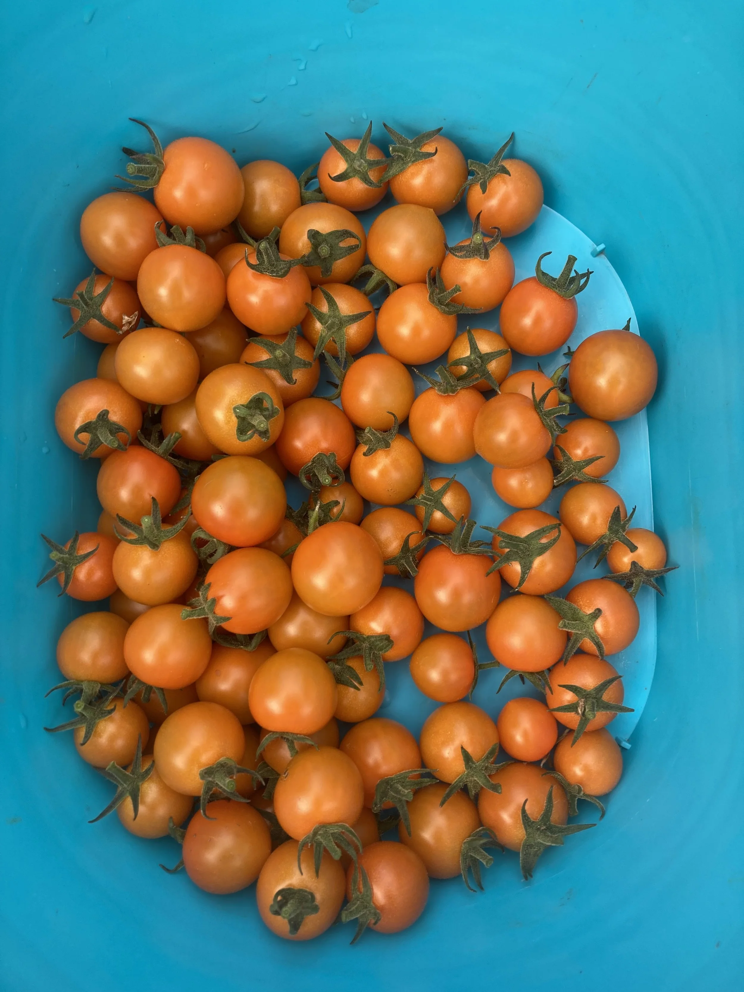 Donna+Rae+Faulkner+-+tomatoesOceanside.jpg