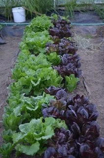 Donna+Rae+Faulkner+-+OF+lettuce+growing+by+Karl.jpg