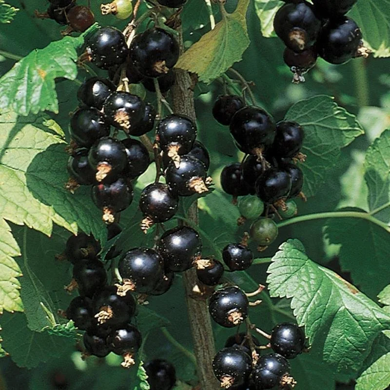 Donna+Rae+-+black+Currant+photo.jpg