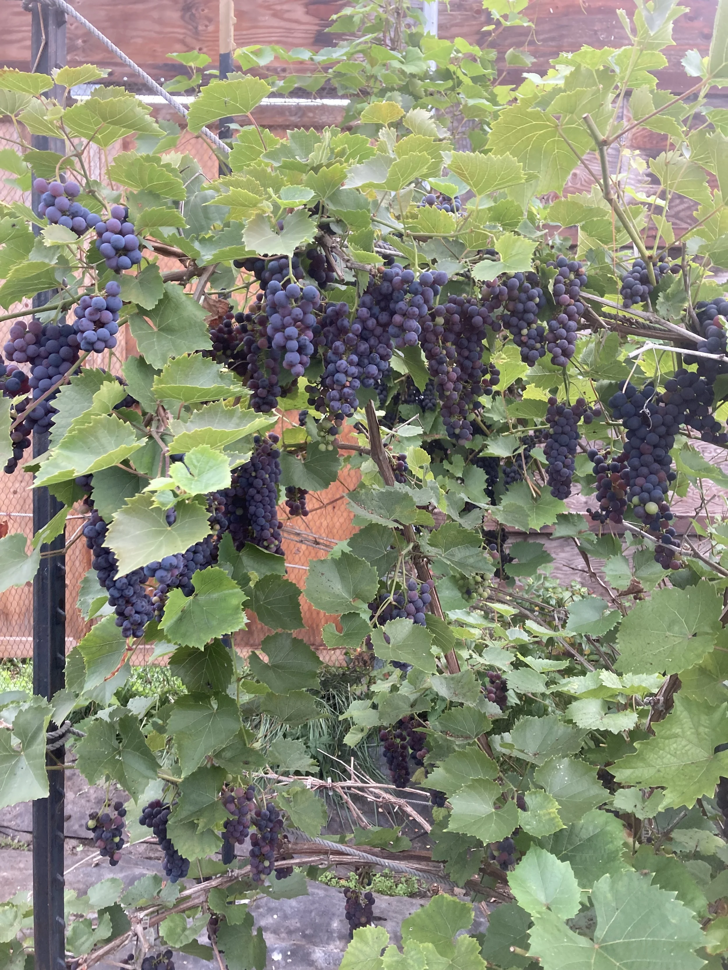 Donna+Rae+Faulkner+-+GrapesOceansideFarms.jpg