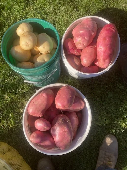 Donna+Rae+Faulkner+-+potato+photo.jpg