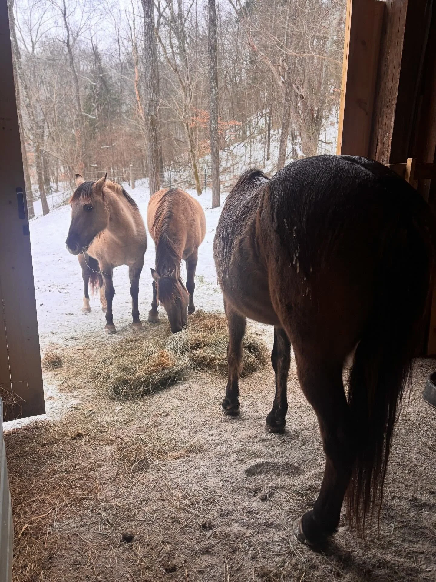 First snow of 2026! ❄️

#snowcreekranch #ranch #tenneessee #snowday