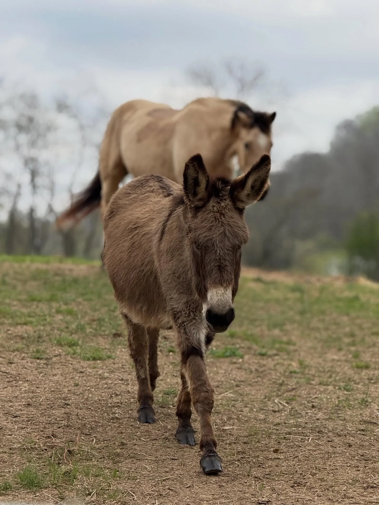 Early morning greetings and breakfast, cooked over an open fire. Not a bad way to start the day. @snowcreekranchministries 

📸 Evin Krehbiel / Evin Photography 

#ranch 
#ranchlife 
#ministry 
#snowcreekranch