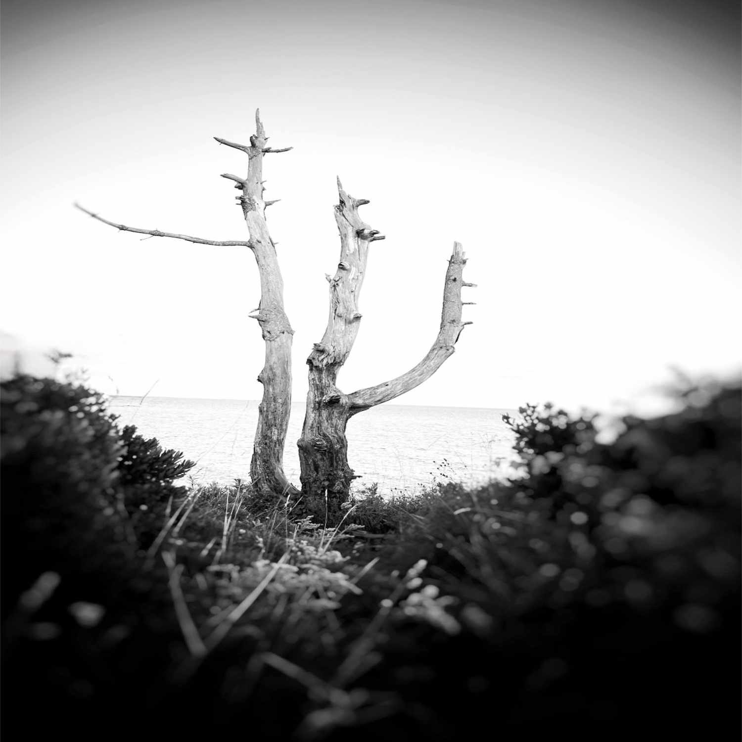 Married Unto Death