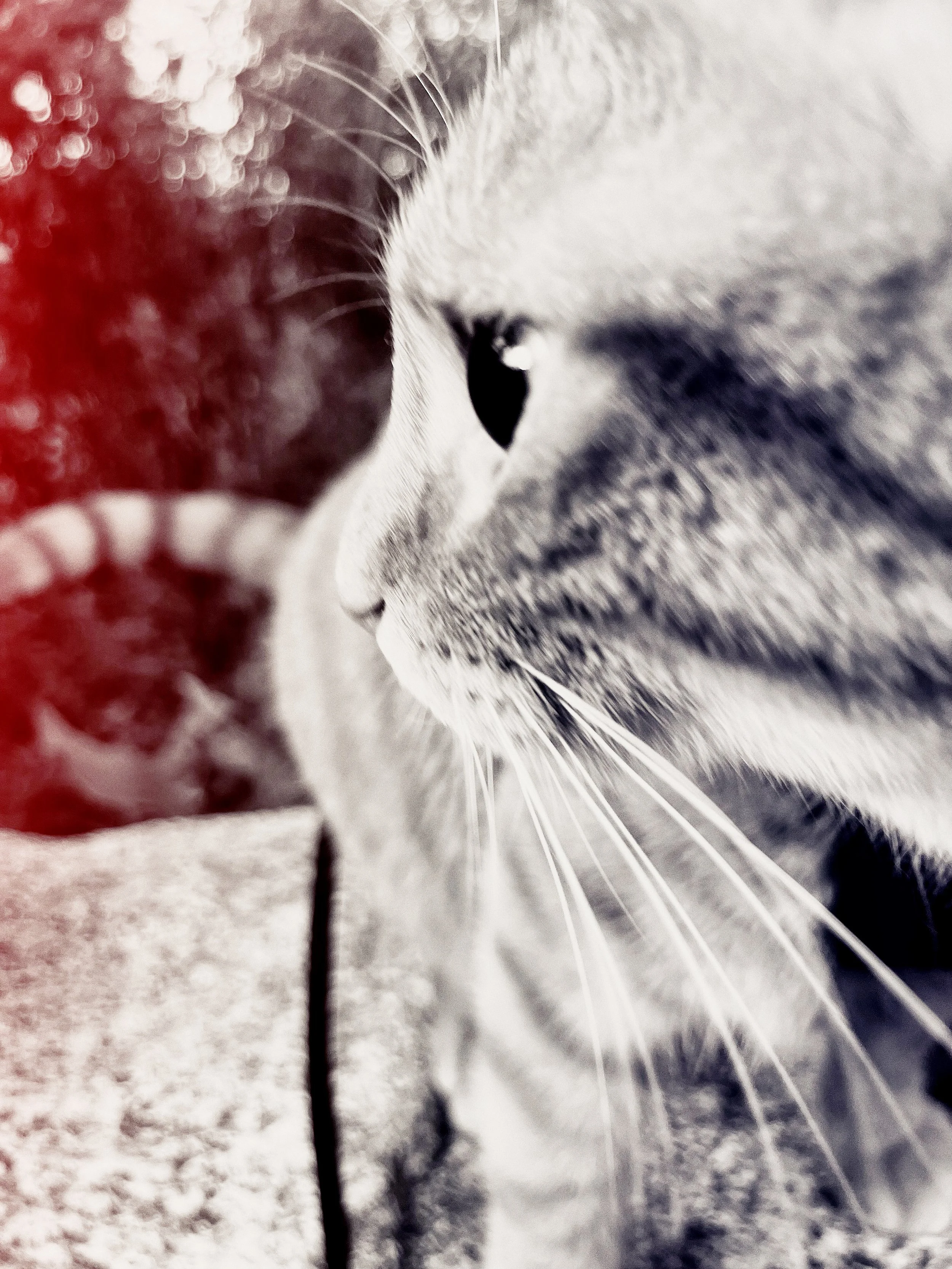Prowl