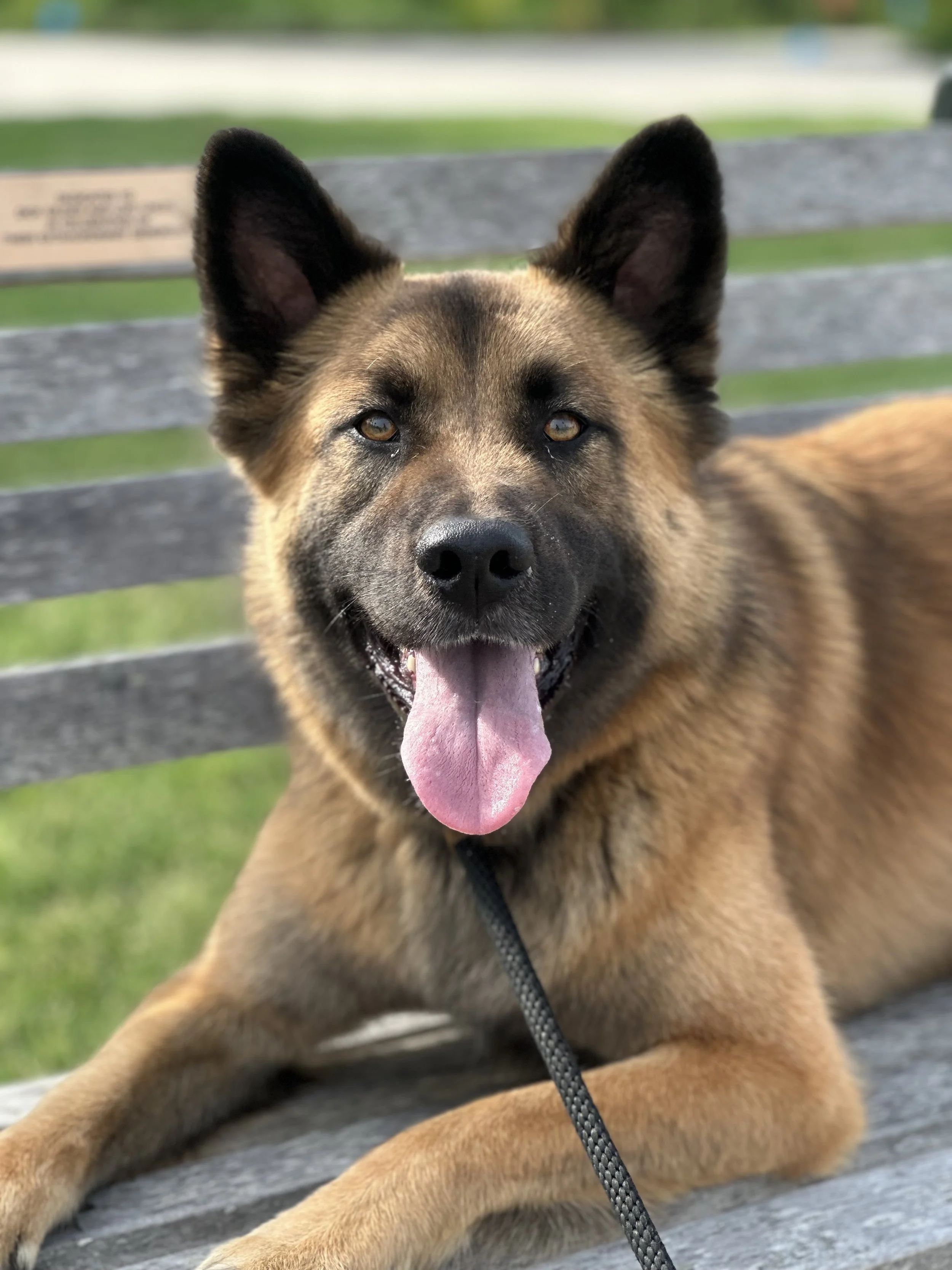 A happy dog laying on a park bench with pink tongue out, brown and black fur, pointed ears, and bright eyes.