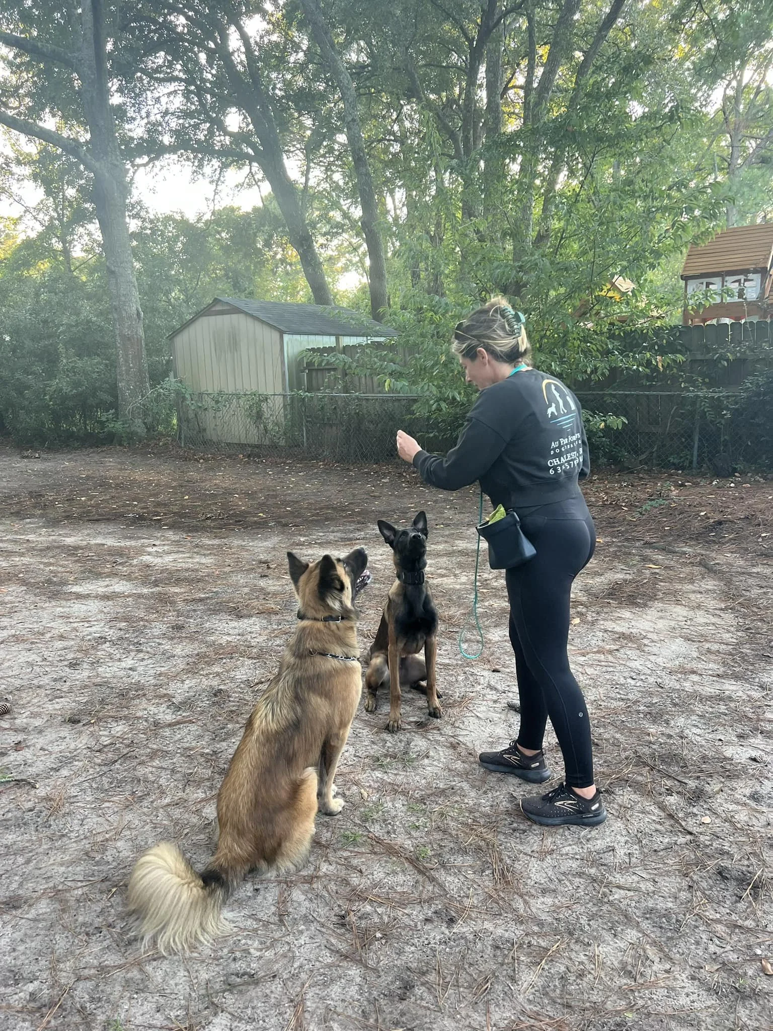 A woman training two dogs outdoors in a wooded area, with trees and a shed in the background.