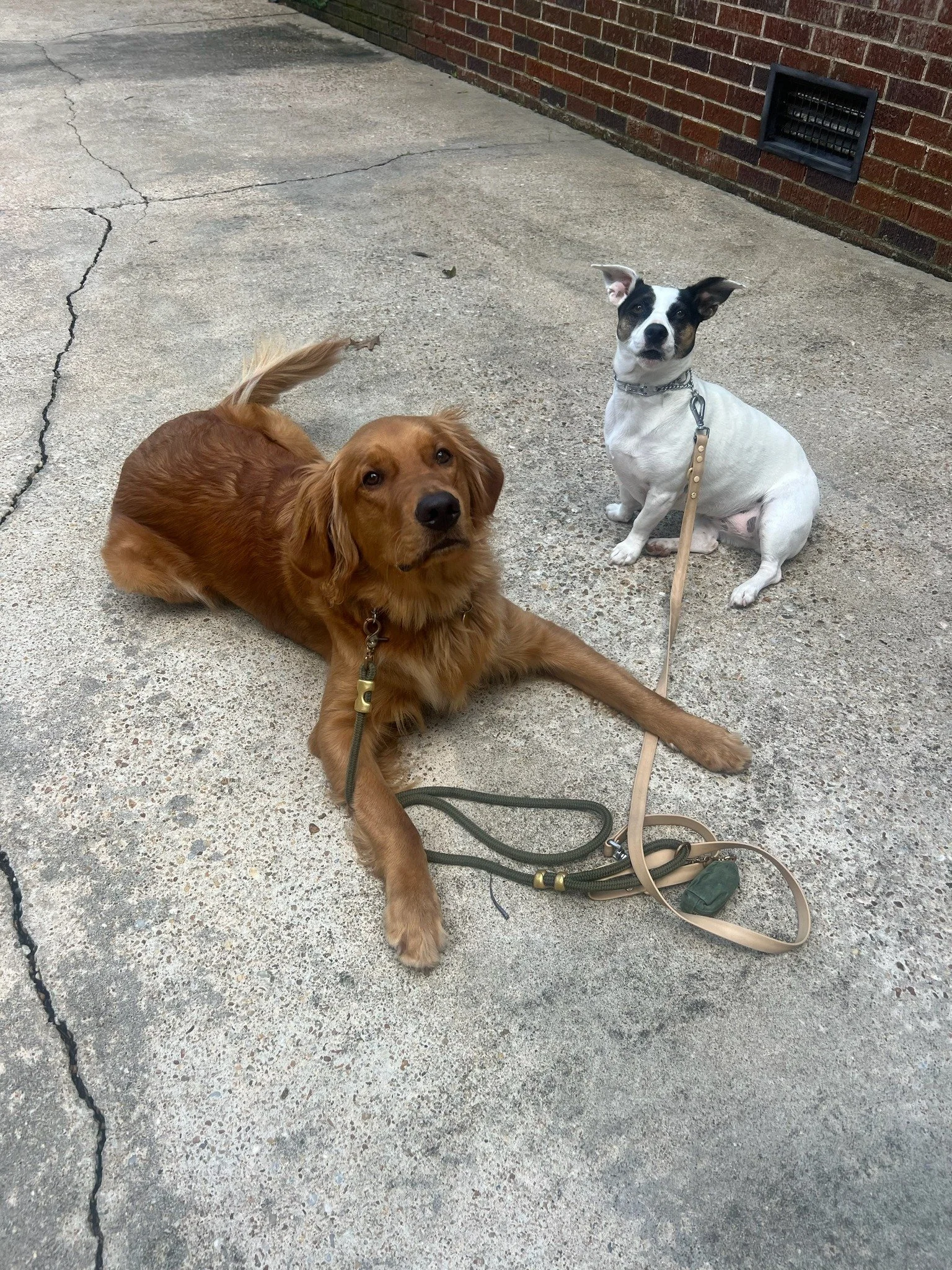 Two dogs sitting on a concrete driveway next to a brick wall, one brown and one white with black markings, both on leashes.