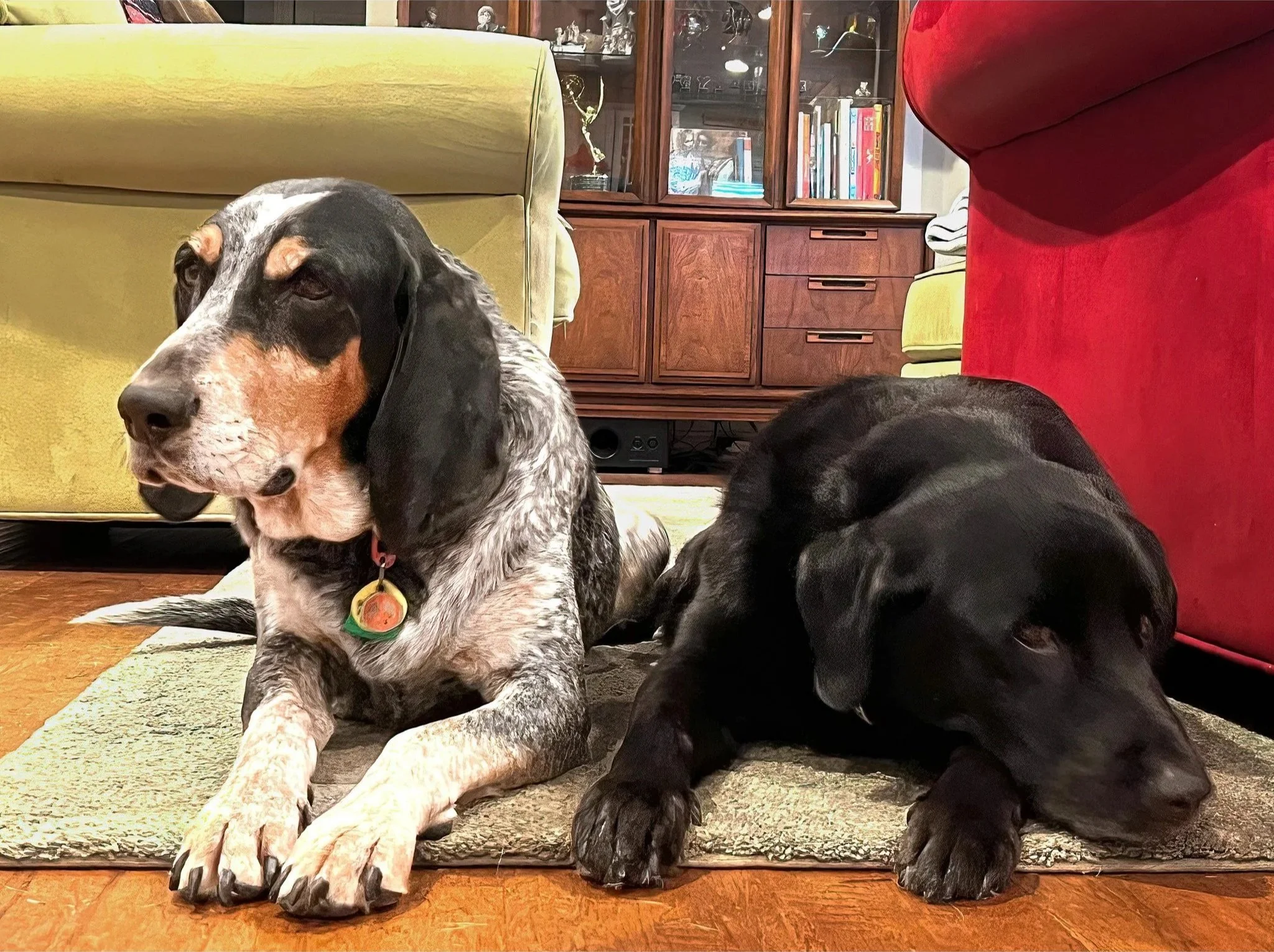A black and tan coonhound and a black Labrador retriever lying on a rug in a living room. The coonhound is sitting with closed eyes, and the Labrador is resting with its head down. There are colorful furniture, a red couch, a yellow armchair, and a wooden cabinet with books and trophies in the background.