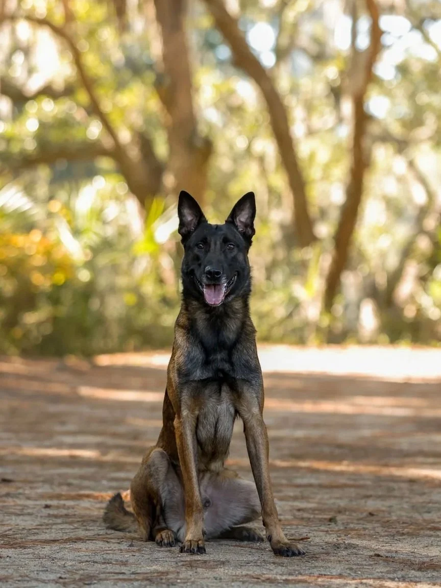 A smiling black and tan dog sitting on a dirt path with trees and greenery in the background, outdoors during daytime.