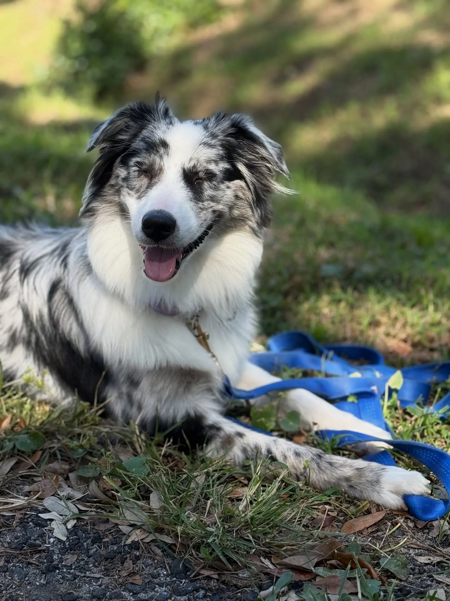 Smiling Australian Shepherd dog with a blue leash, lying on grass and leaves outdoors.