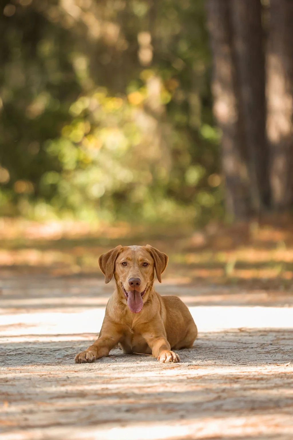 A happy brown dog lying on a dirt path in a park with trees and sunlight in the background.