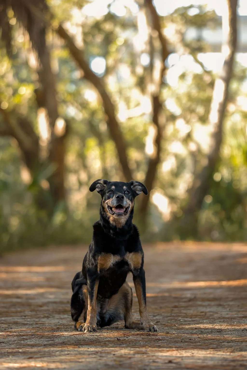 A happy black and tan dog sitting on a dirt trail in a wooded area with sunlight filtering through the trees.
