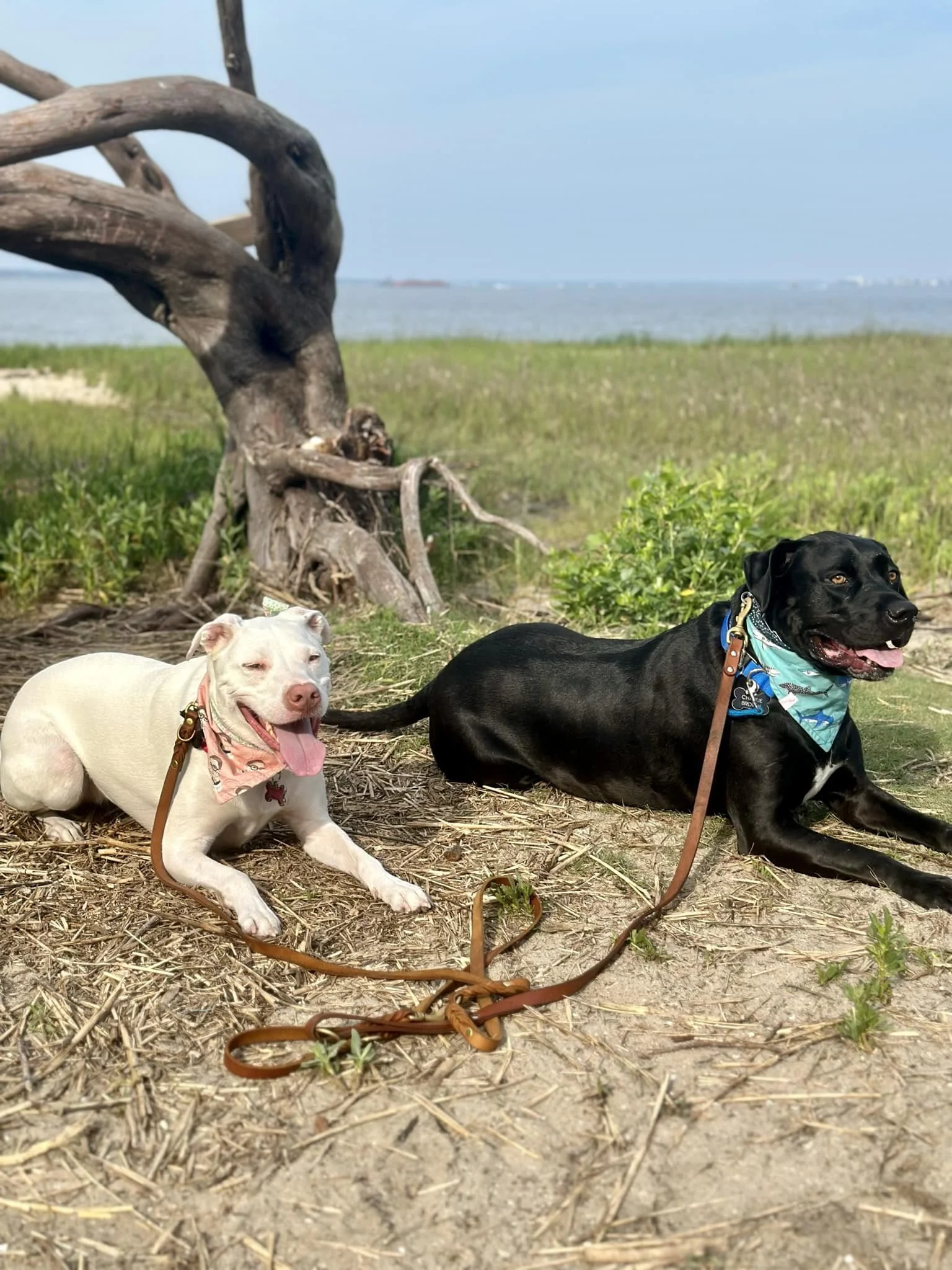 Two dogs resting on a sandy beach with grass, a tree, and water in the background. The dog on the left is white with a pink bandana, and the dog on the right is black with a blue bandana.