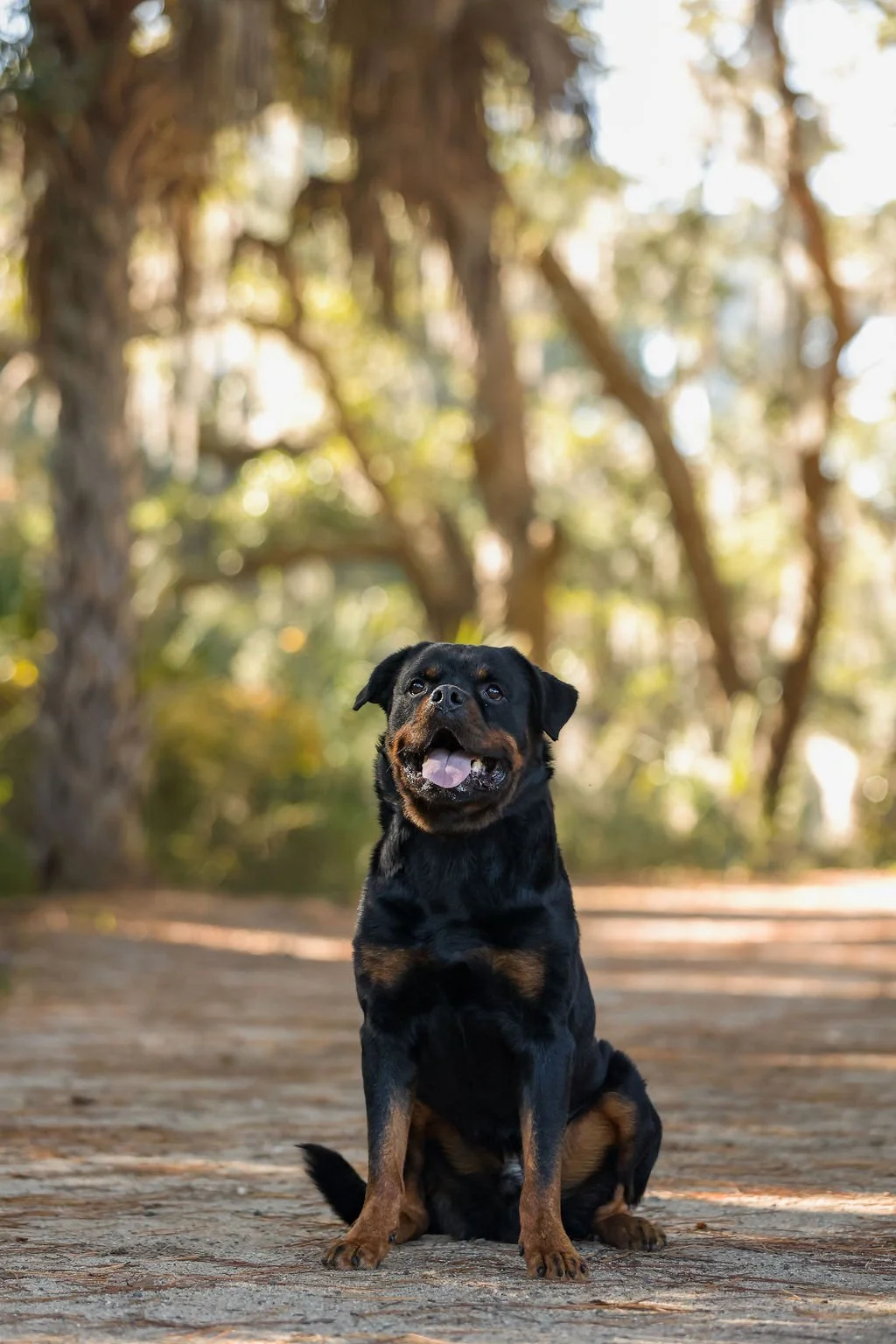 A happy black and tan dog sitting on a dirt path in a forest with trees and sunlight in the background.