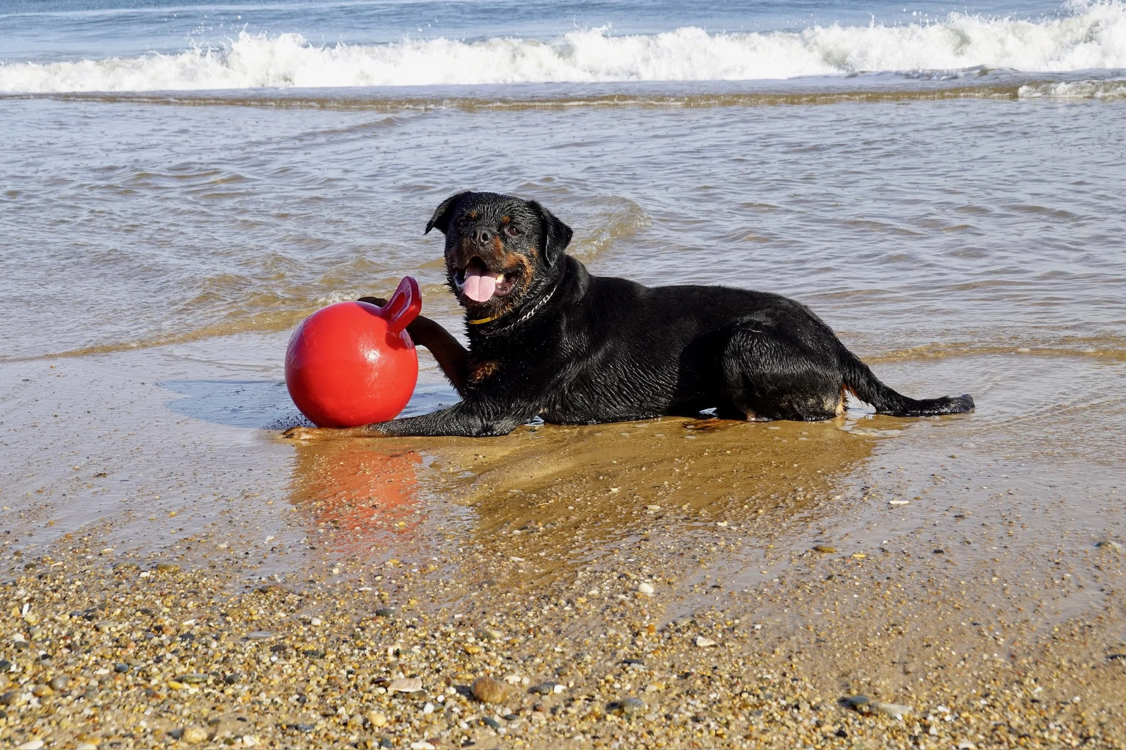 A black dog lying on the beach next to a red float ball with a handle, playing in the shallow water with waves in the background.