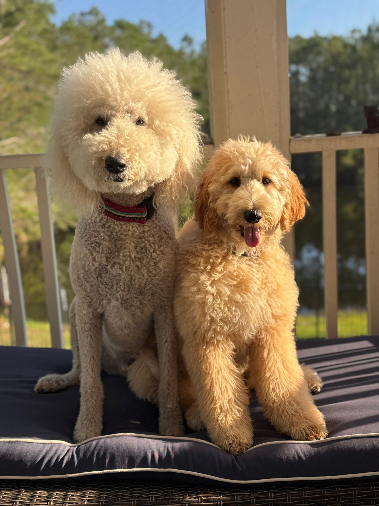 Two adorable curly-haired dogs, one with a cream-colored coat and the other with a golden coat, sitting on a bench on a porch with a view of trees and a river in the background.