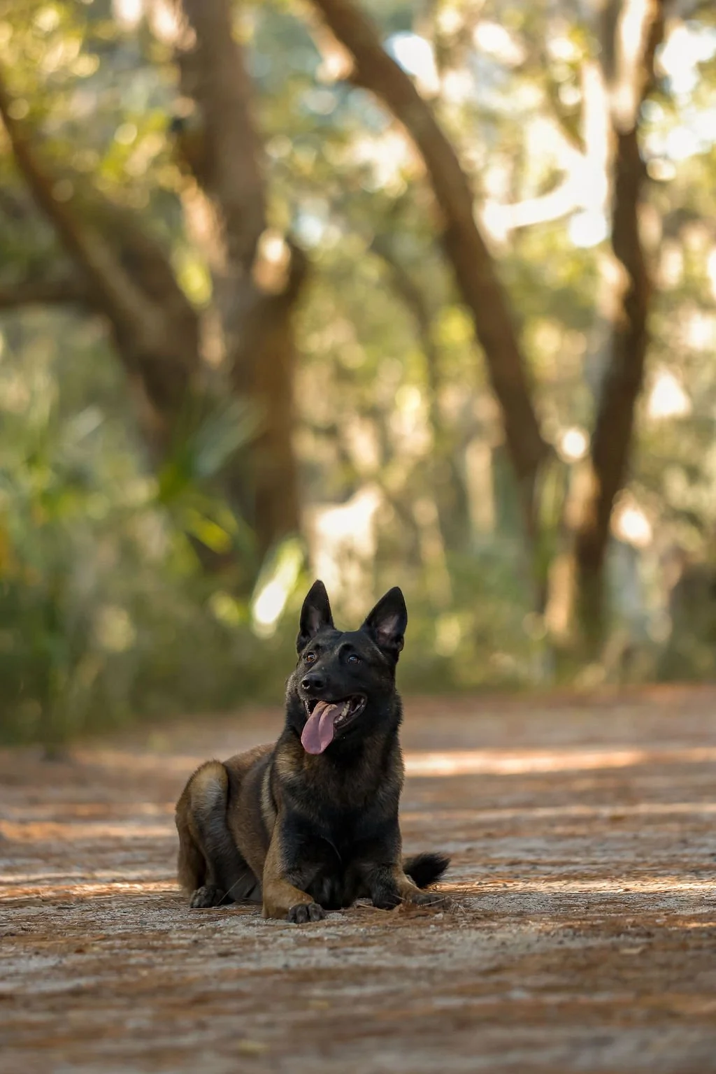 A black and brown dog sitting on a dirt path in a wooded area, with trees and foliage in the background.
