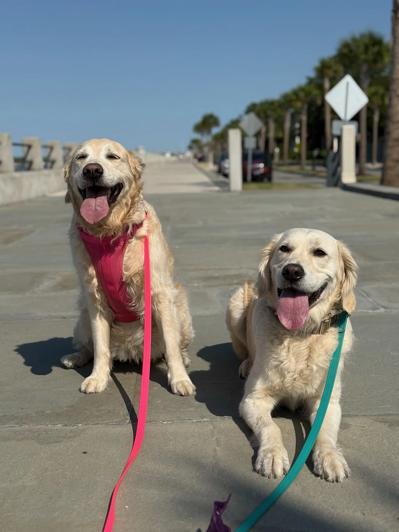 Two happy golden retrievers sitting on a paved pathway outdoors with trees and parking in the background, one wearing a pink harness and the other with a teal collar, both with their tongues out.