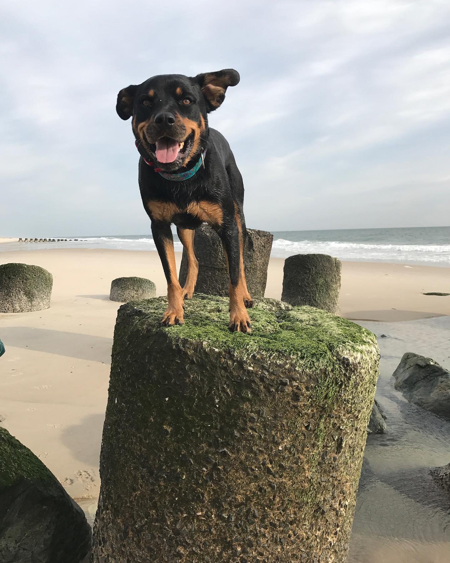 A happy black and tan dog standing on a mossy concrete pillar on a beach with the ocean and a cloudy sky in the background.