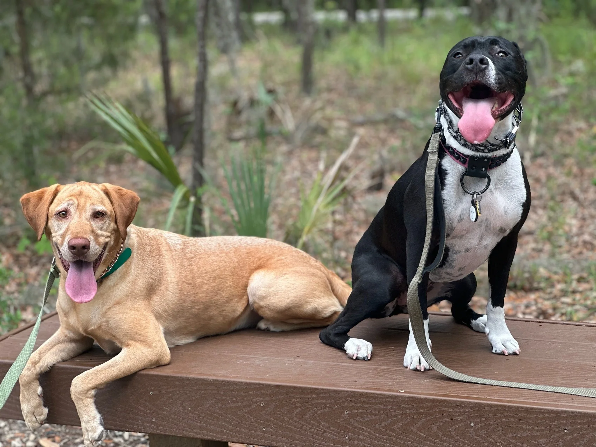 Two dogs, one tan and one black and white, sitting on a wooden bench in a forested area, with the black and white dog sitting upright and the tan dog lying down, both panting with their tongues out.