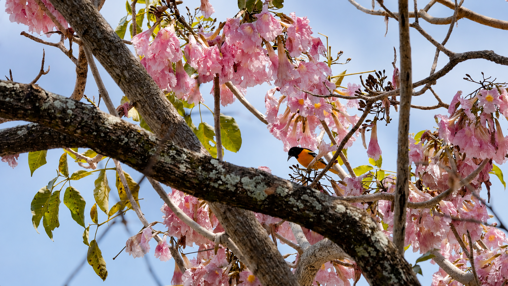 Hay aves que llegan cuando los robles se vuelven rosas
