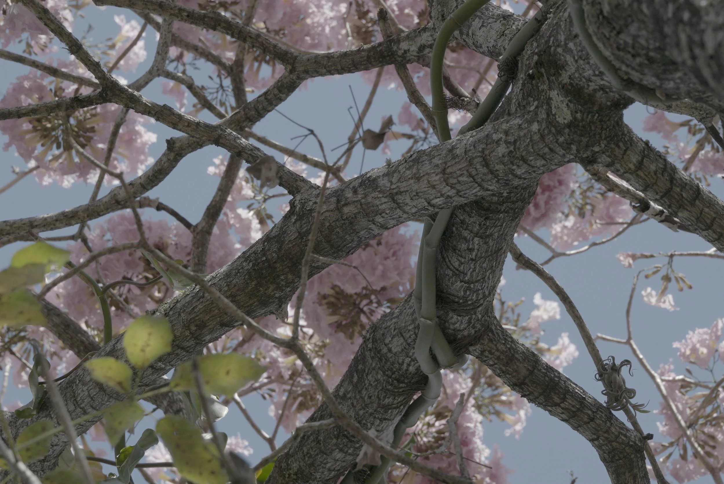 roble-sabana-en-flor-01.jpg