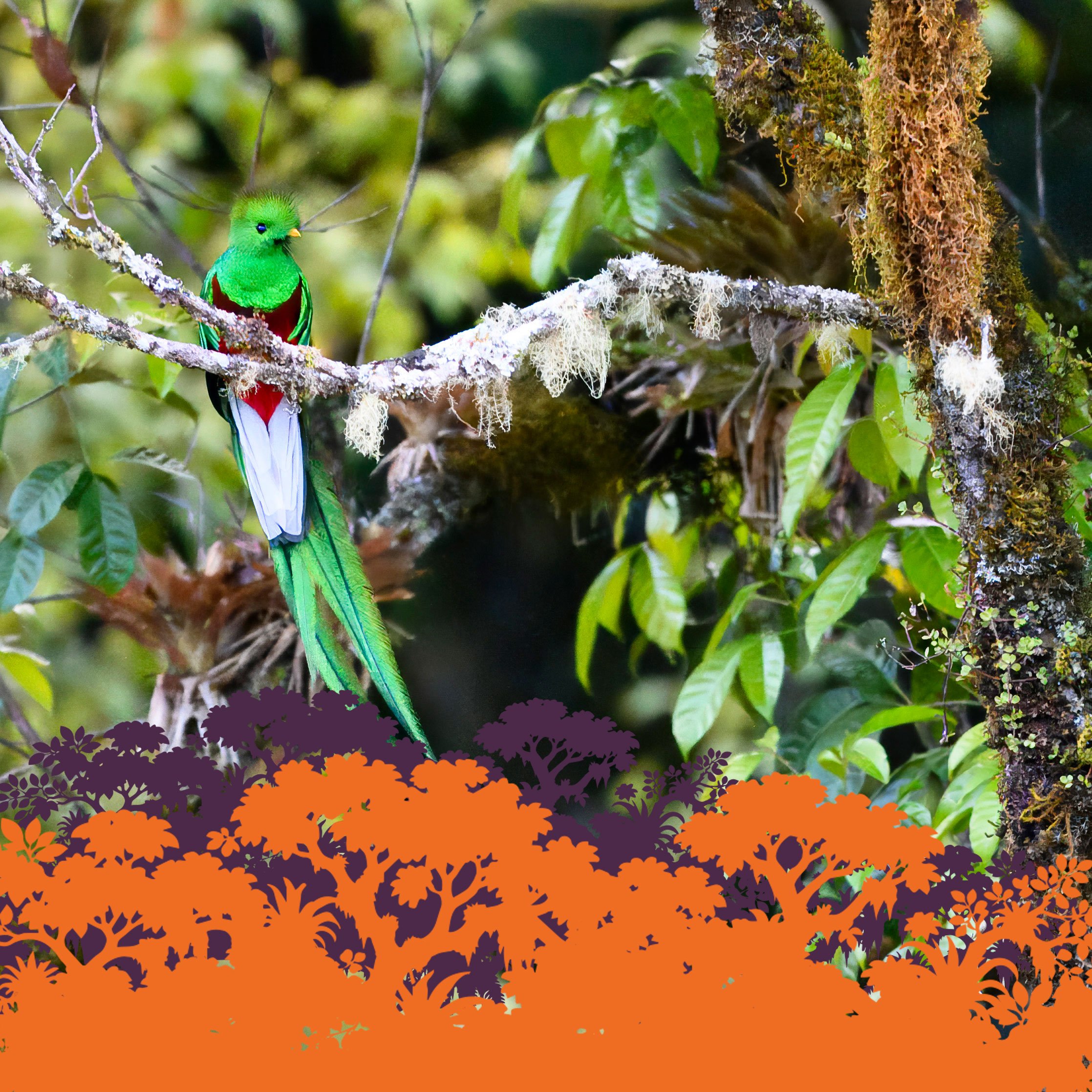 El quetzal no vive en un lugar, vive en un recorrido
