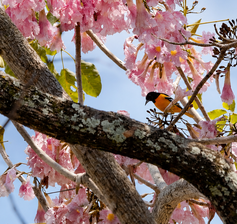 Hay aves que llegan cuando los robles se vuelven rosas