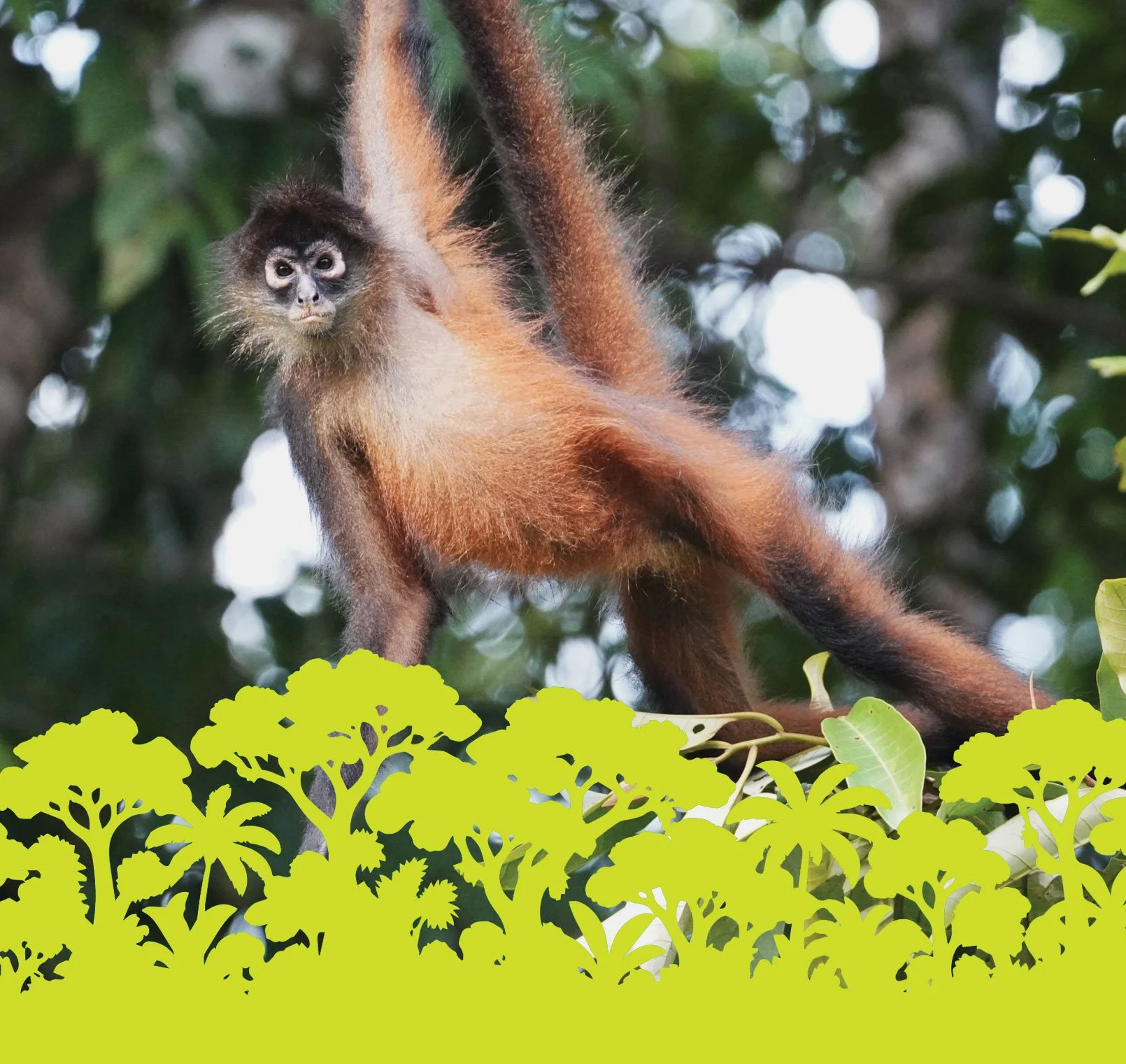 El animal que busca la rama antes de cruzar el vacío