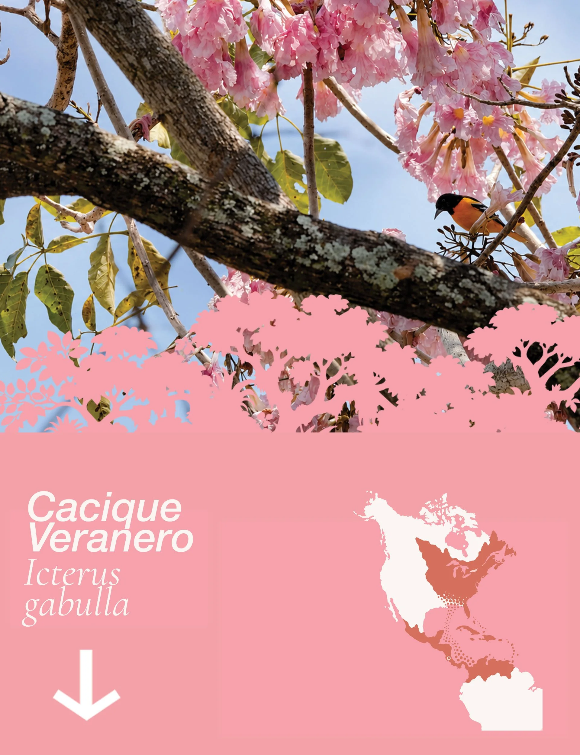 Hay aves que llegan cuando los robles se vuelven rosas